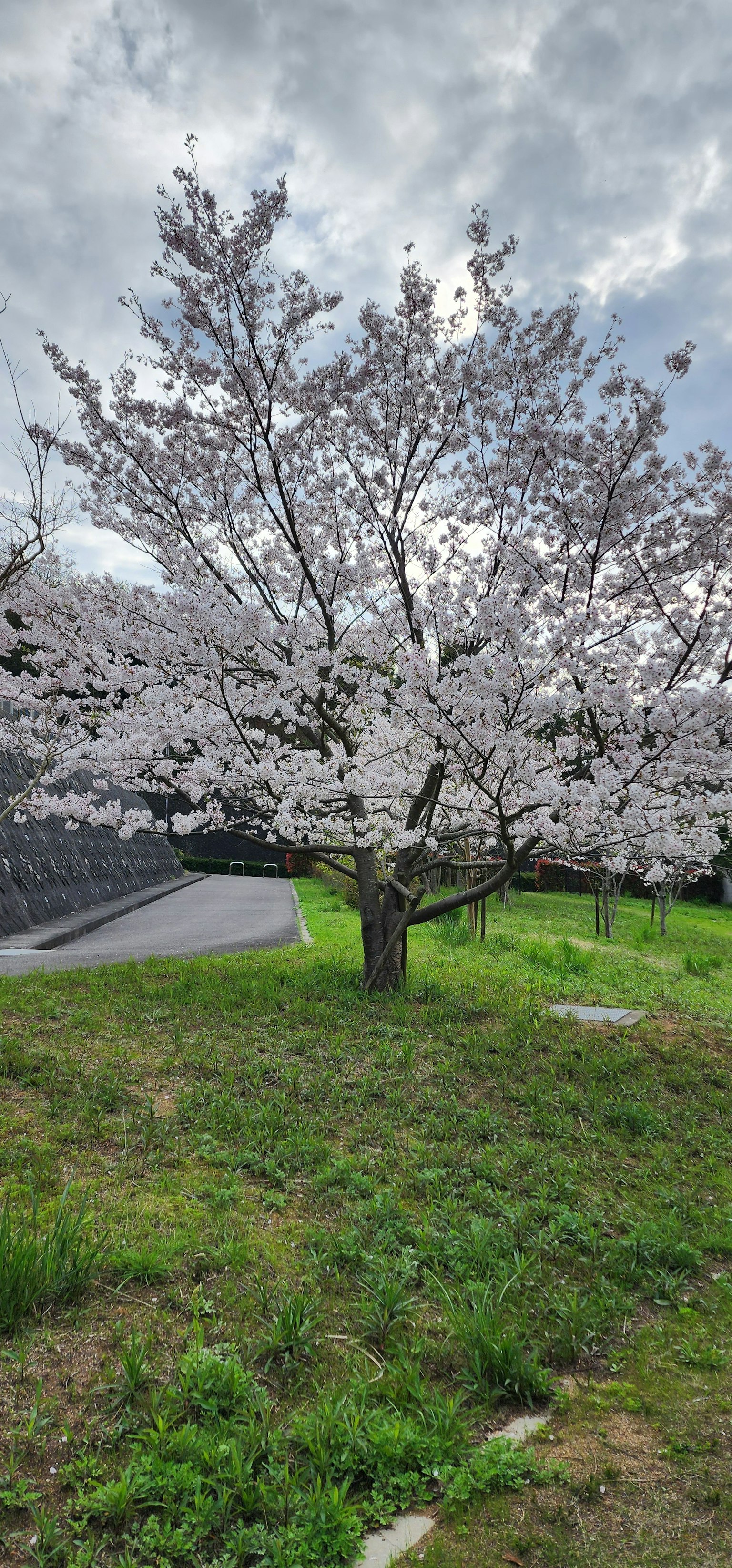 Árbol de cerezo en plena floración con flores blancas y césped verde