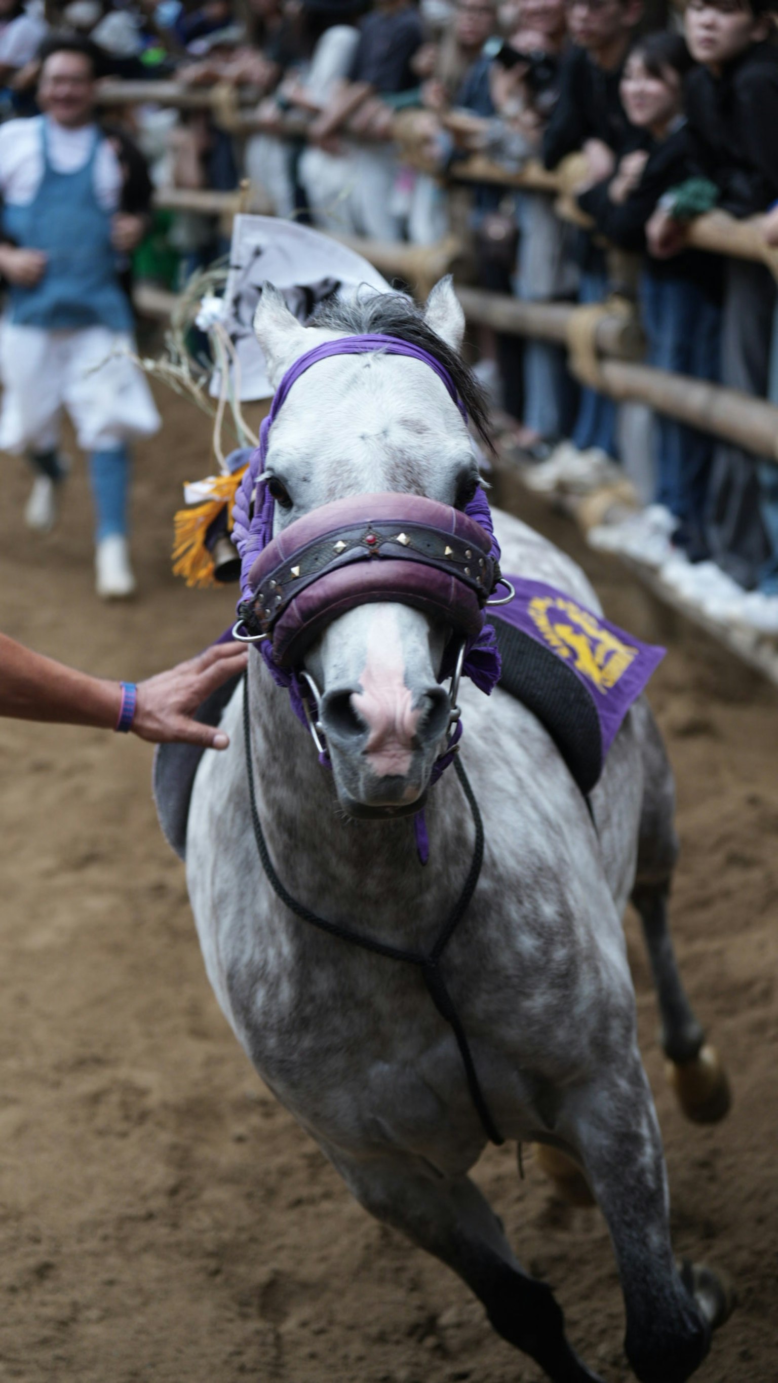 Gray horse racing with a crowd of spectators