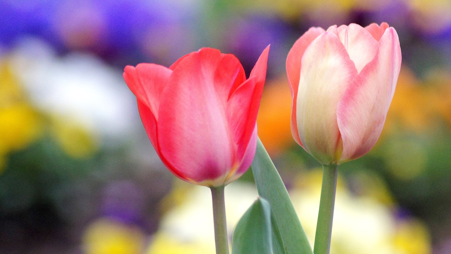 ภาพถ่ายสวยงามของทิวลิปสีแดงและสีชมพูที่บาน