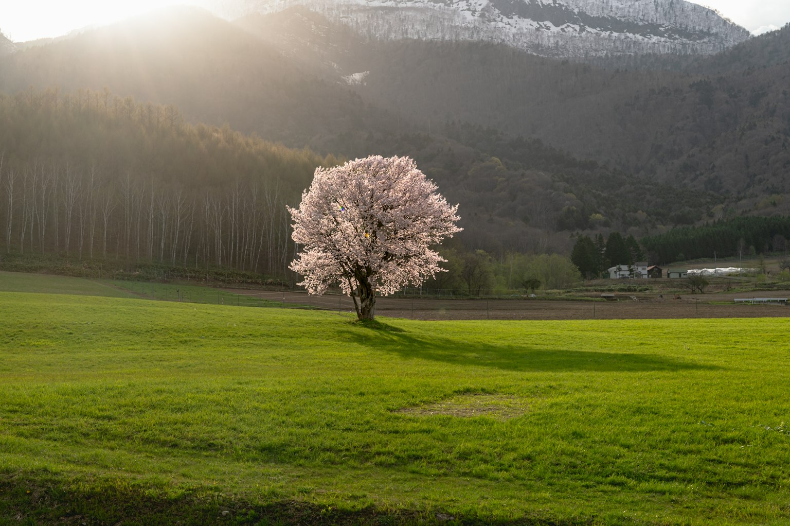 Sebuah pohon sakura yang indah berdiri di padang rumput hijau yang luas