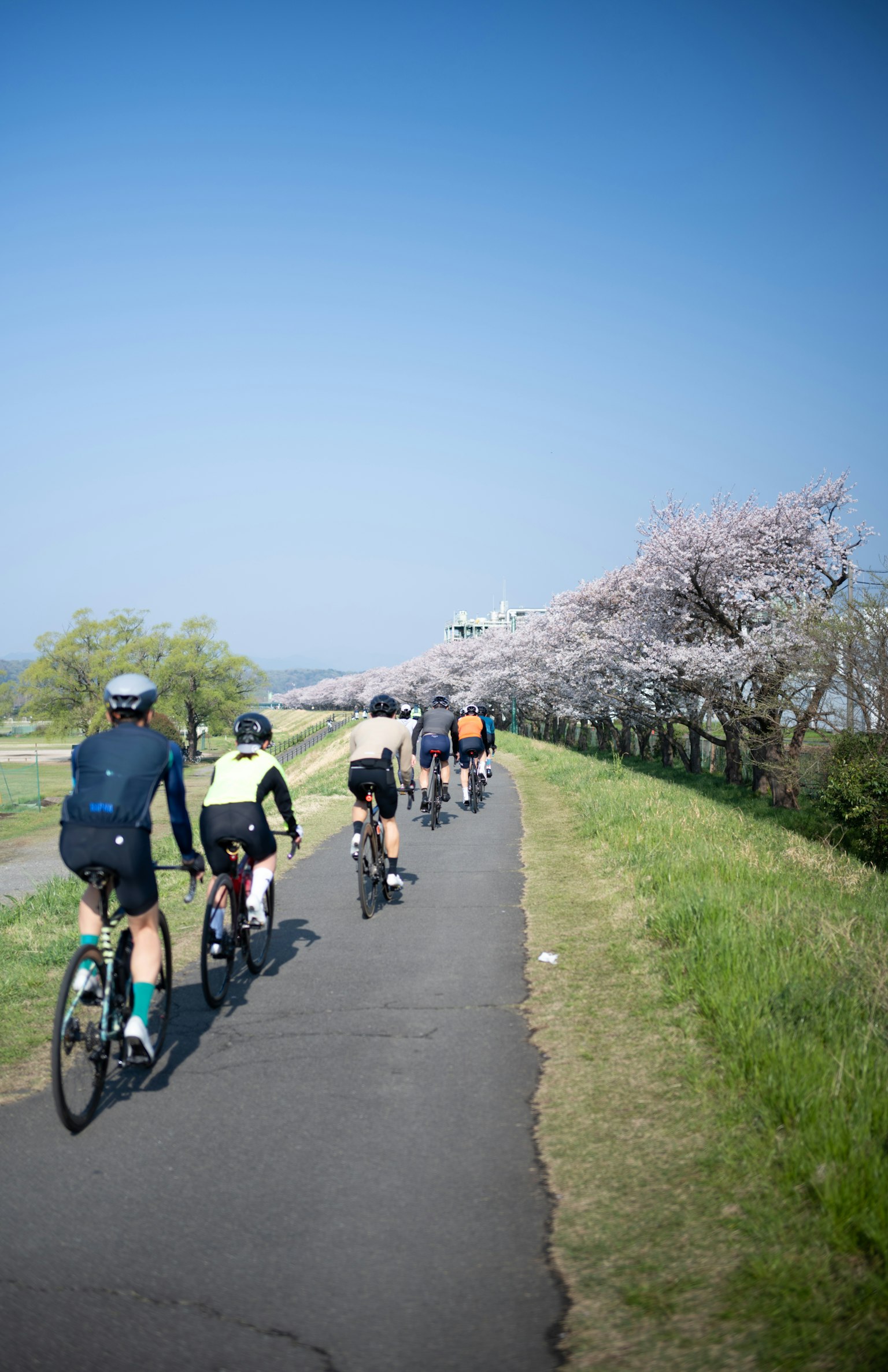 Cyclists riding along a cherry blossom tree-lined path