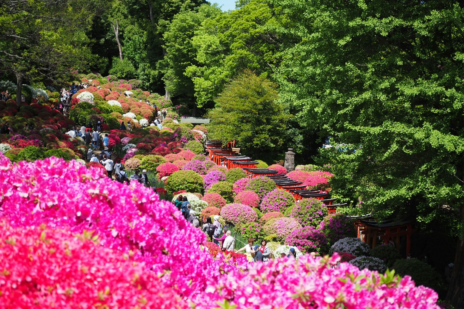Vibrant garden scene filled with blooming azaleas in various colors