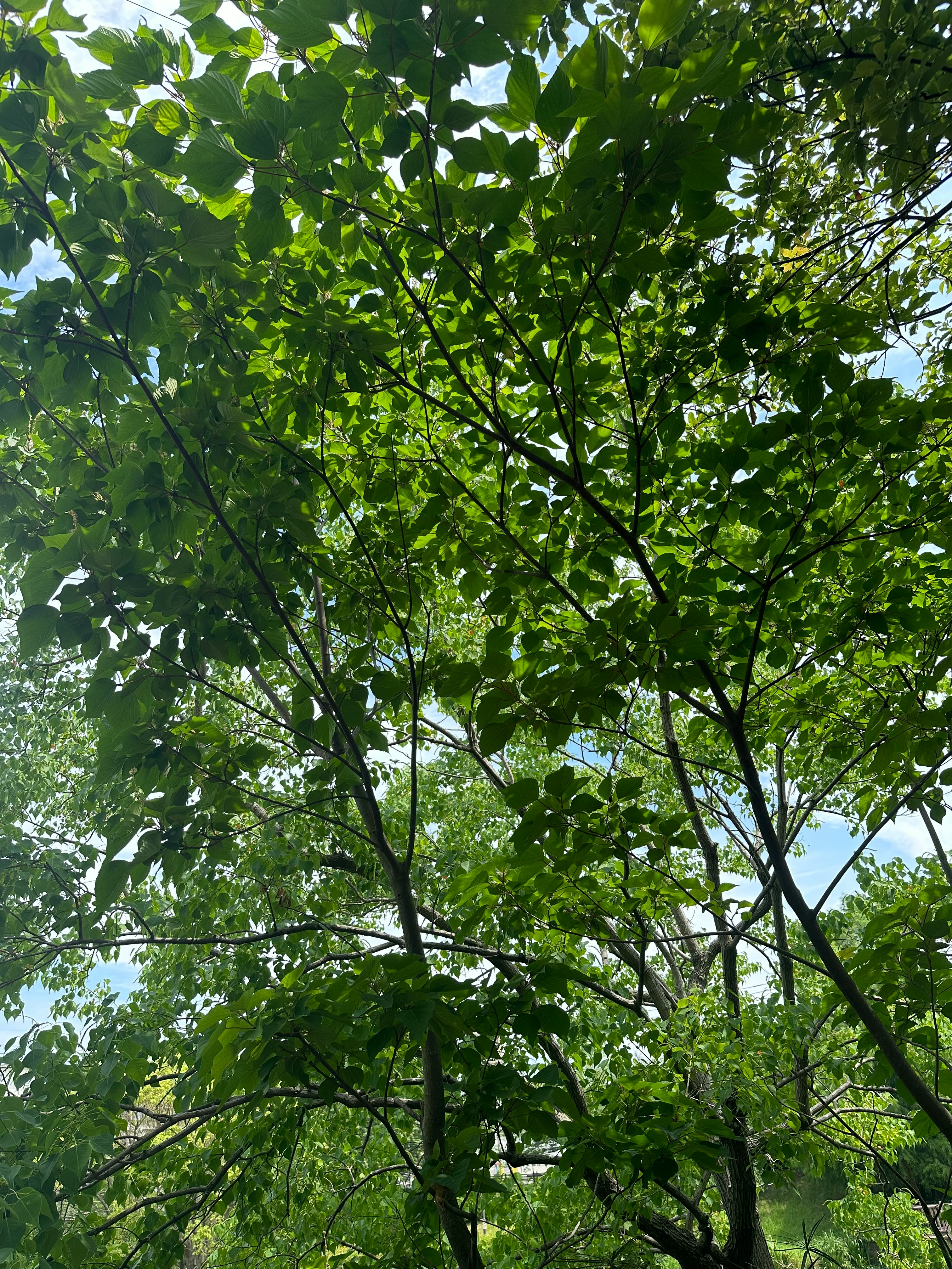 Frisches Grün der Bäume mit durchscheinendem Sonnenlicht
