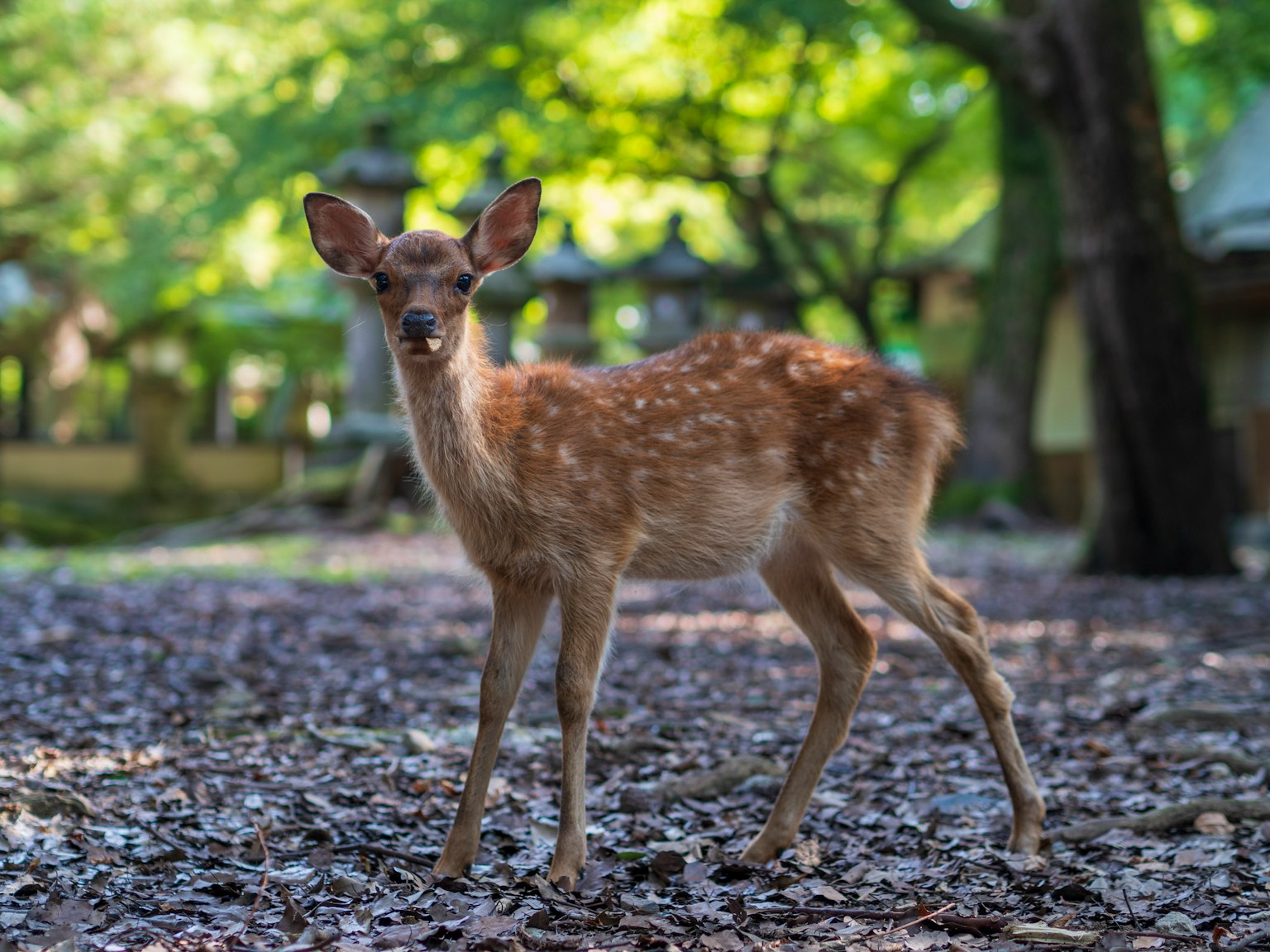 Faon jeune se tenant dans un arrière-plan forestier vert