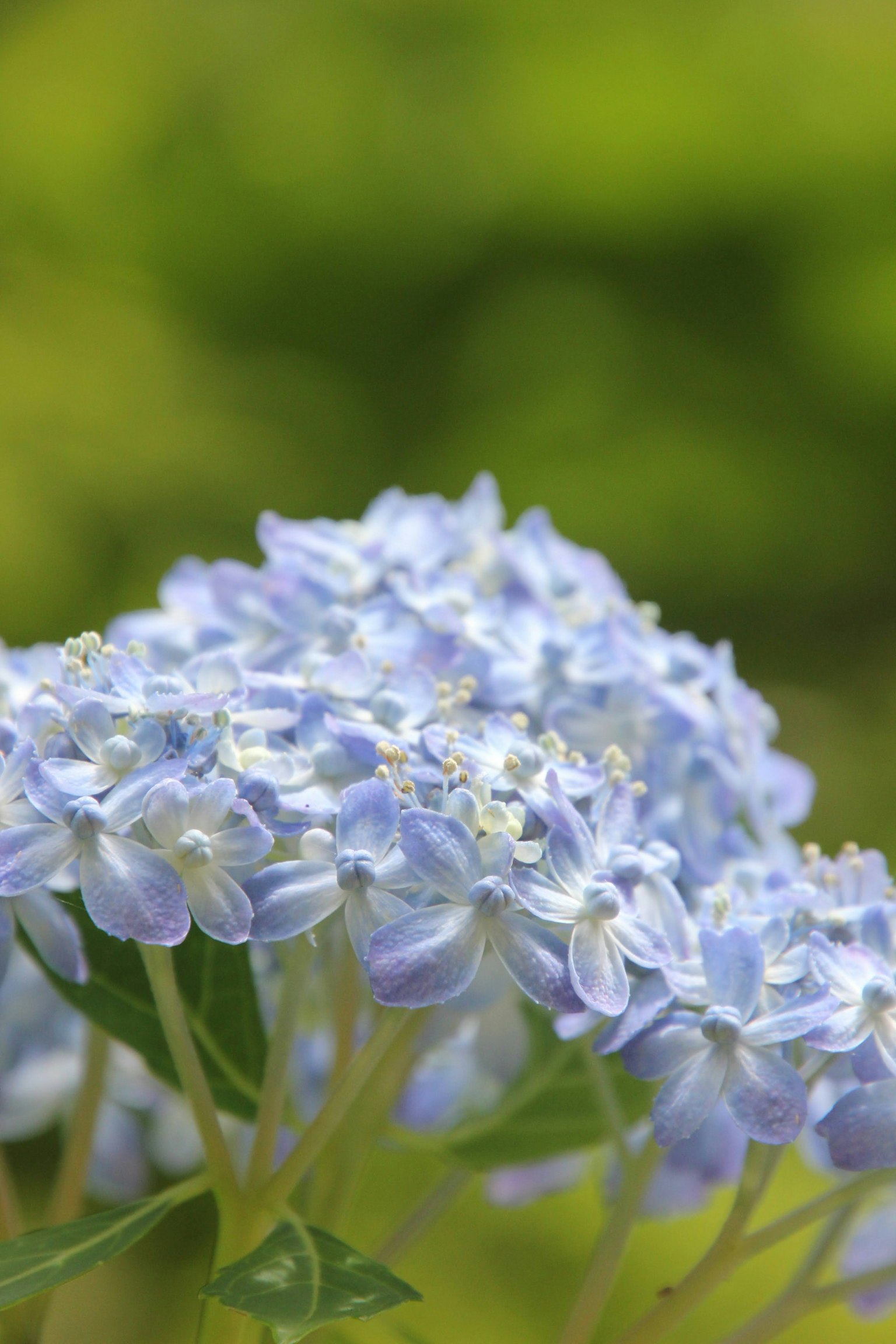 Gros plan de fleurs bleues délicates avec un arrière-plan vert flou