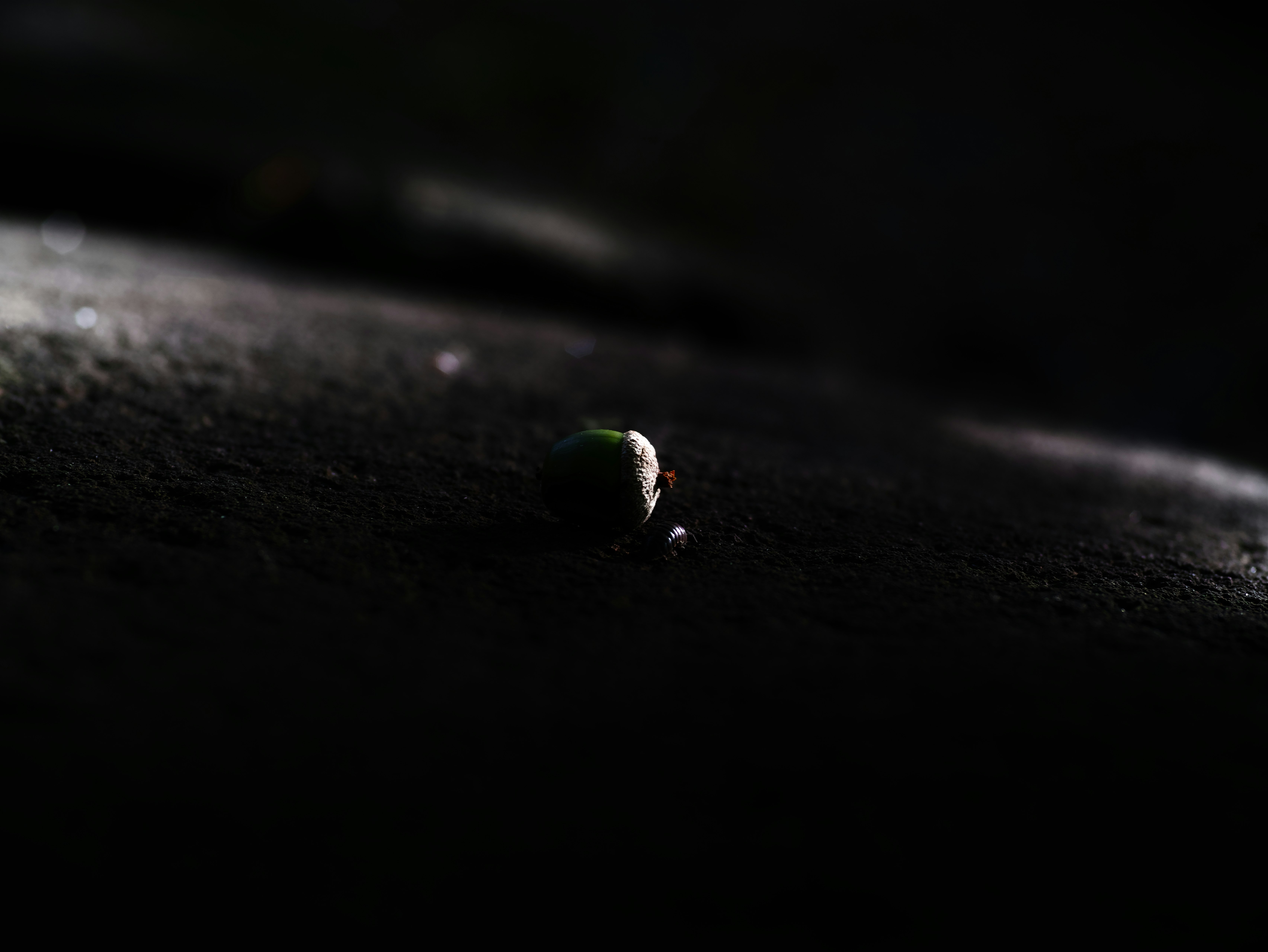 A tiny insect on a dark road surface in low light