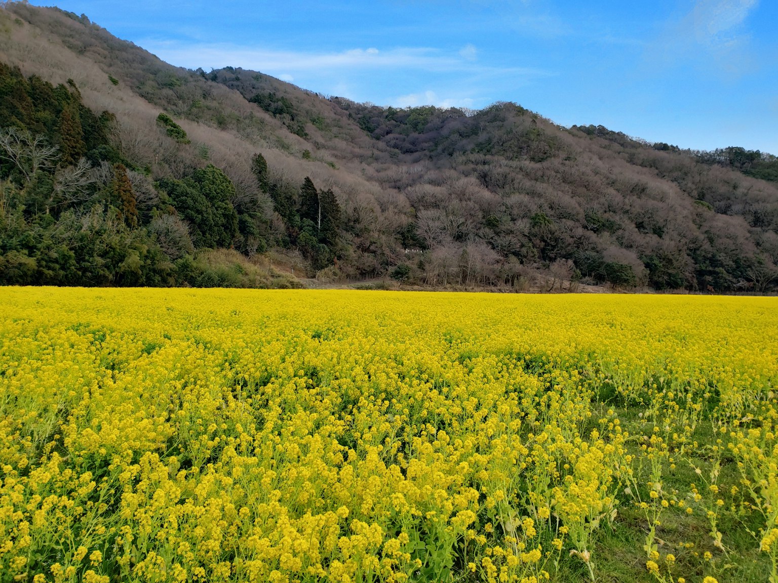广阔的黄色花田和远处的山脉