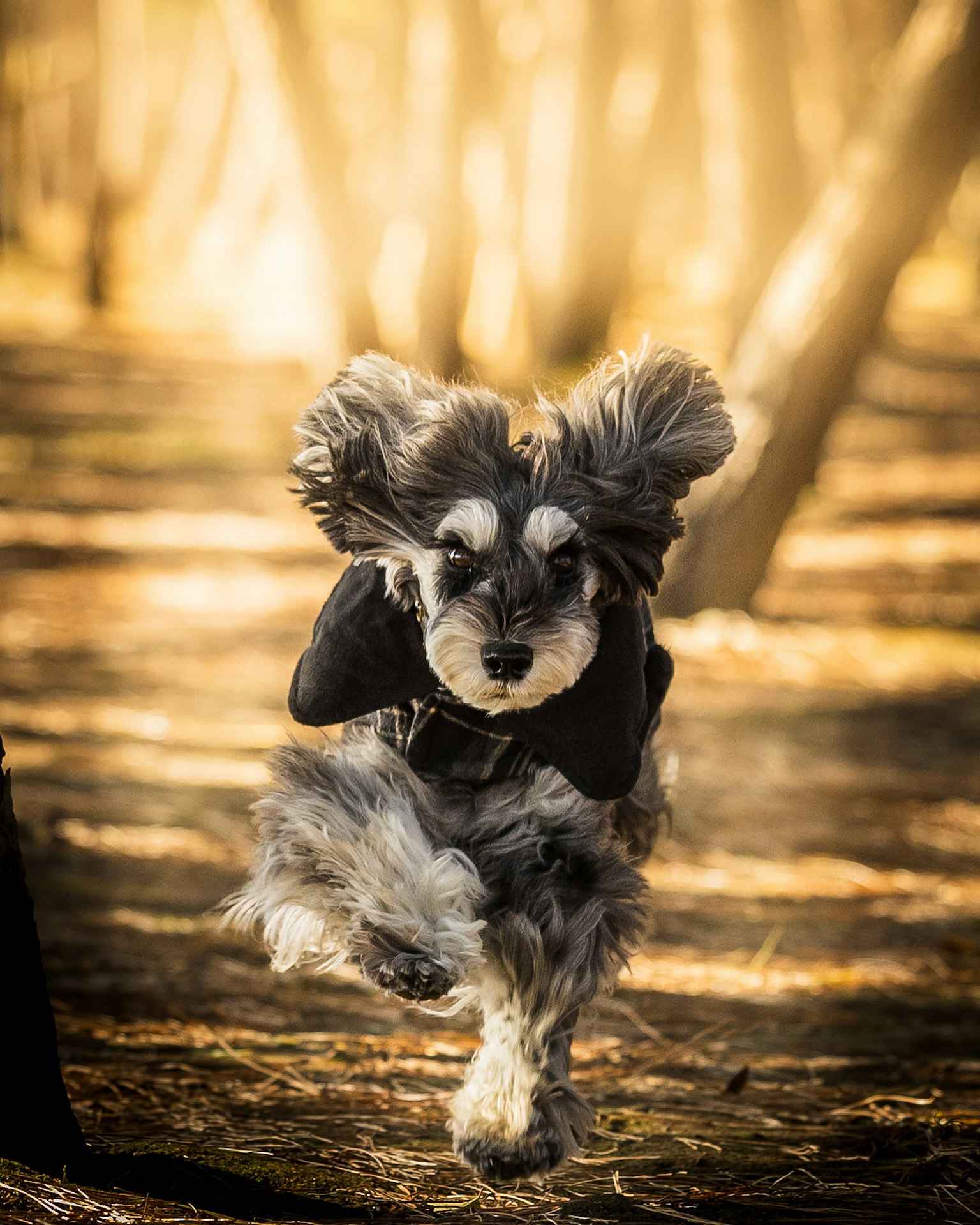 Ein Hund, der durch einen Wald läuft der Hund hat schwarzes und graues Fell