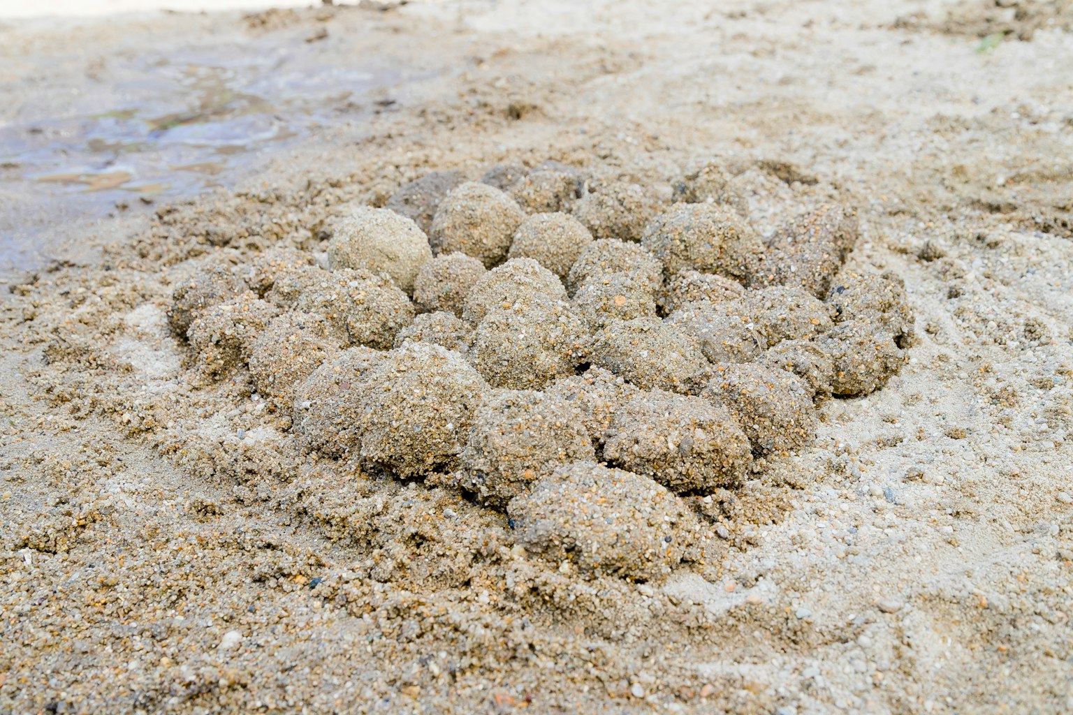 Gundukan pasir kecil yang tersusun di pantai