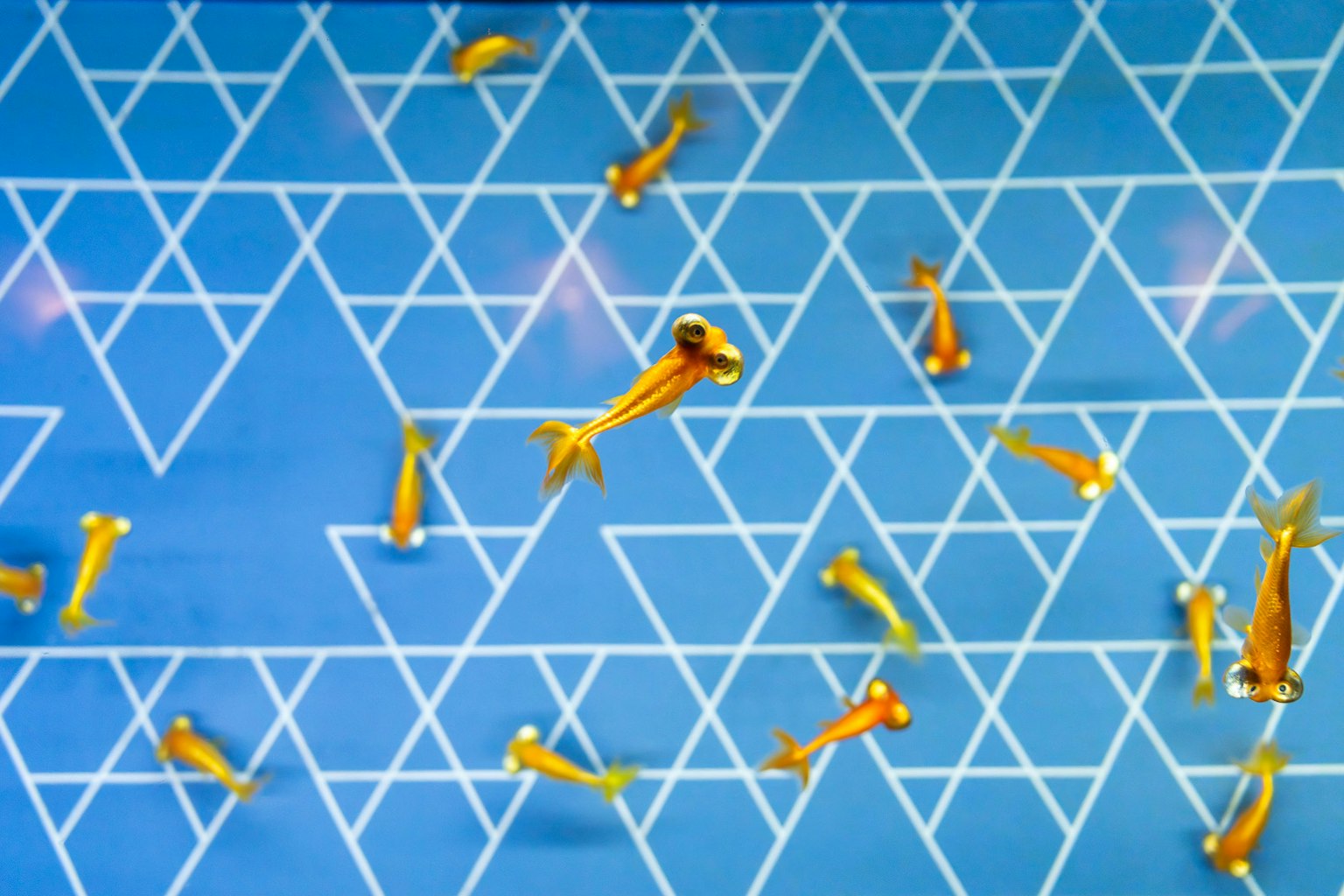Gelbe Fische schwimmen vor einem blauen geometrischen Hintergrund