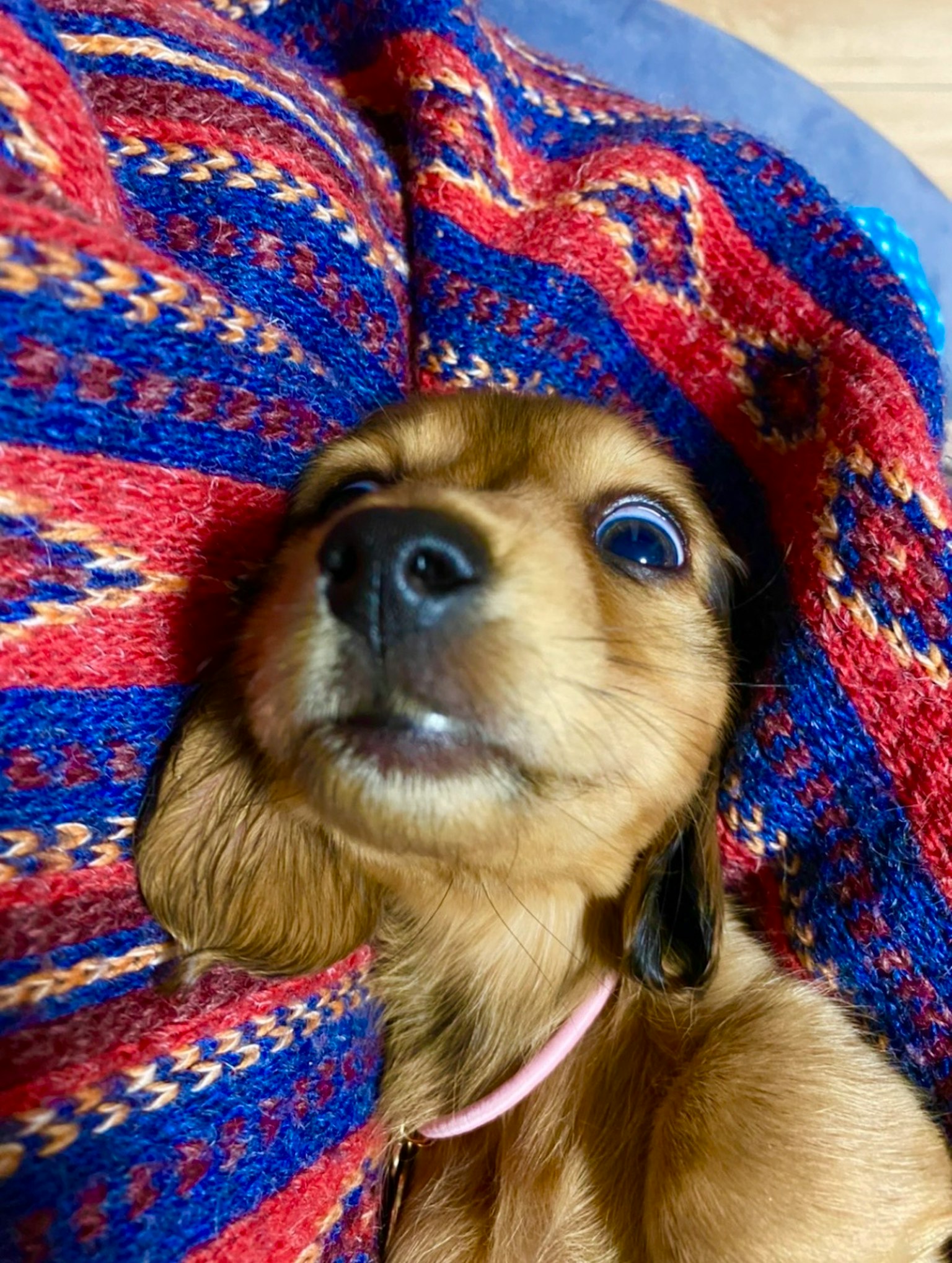Close-up of a small dog relaxing on a colorful blanket