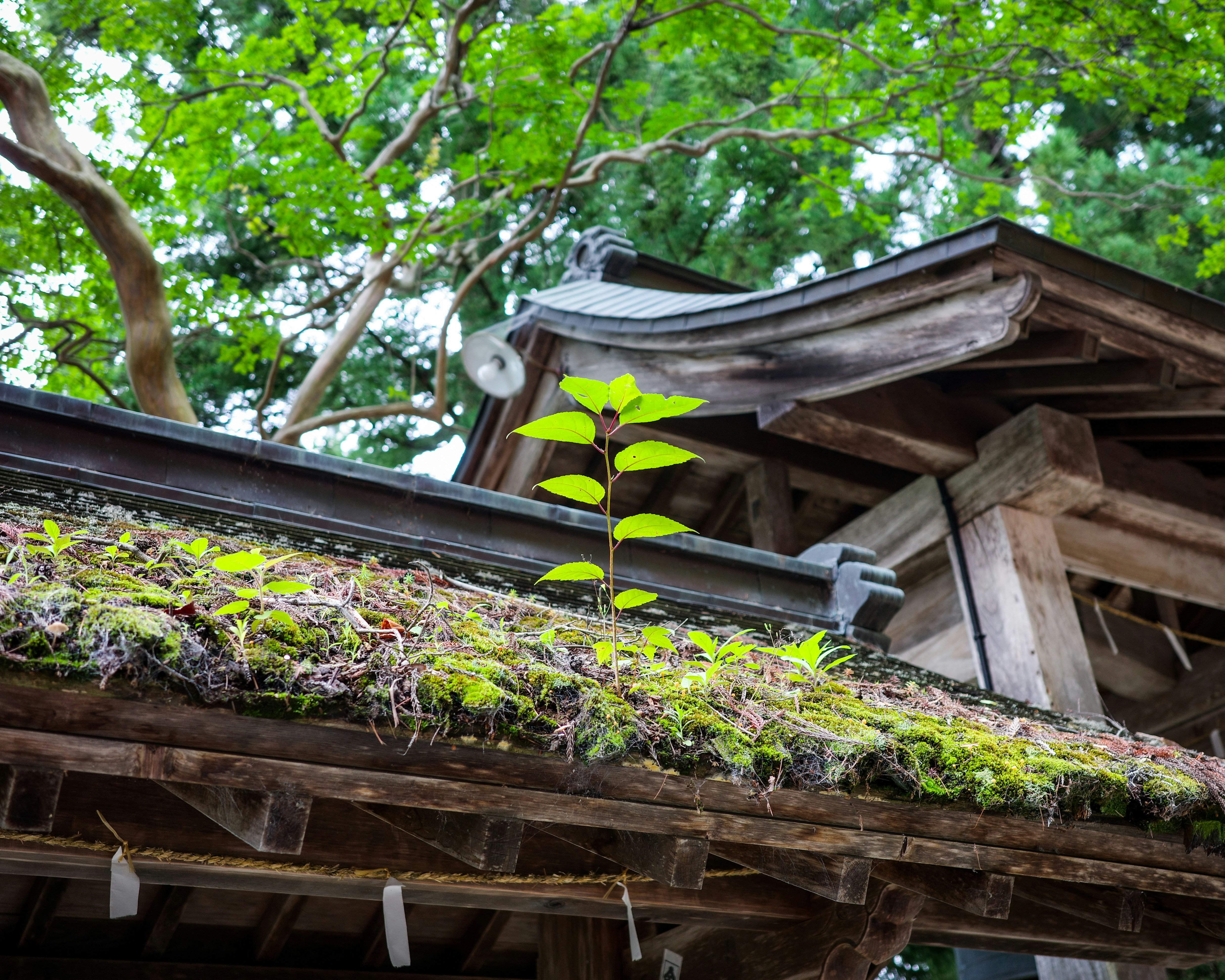 長滿青苔的木屋頂與新綠嫩芽的花園小屋