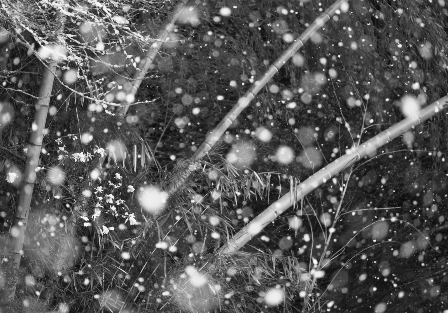 Black and white scene of falling snow with blurred background and visible grass
