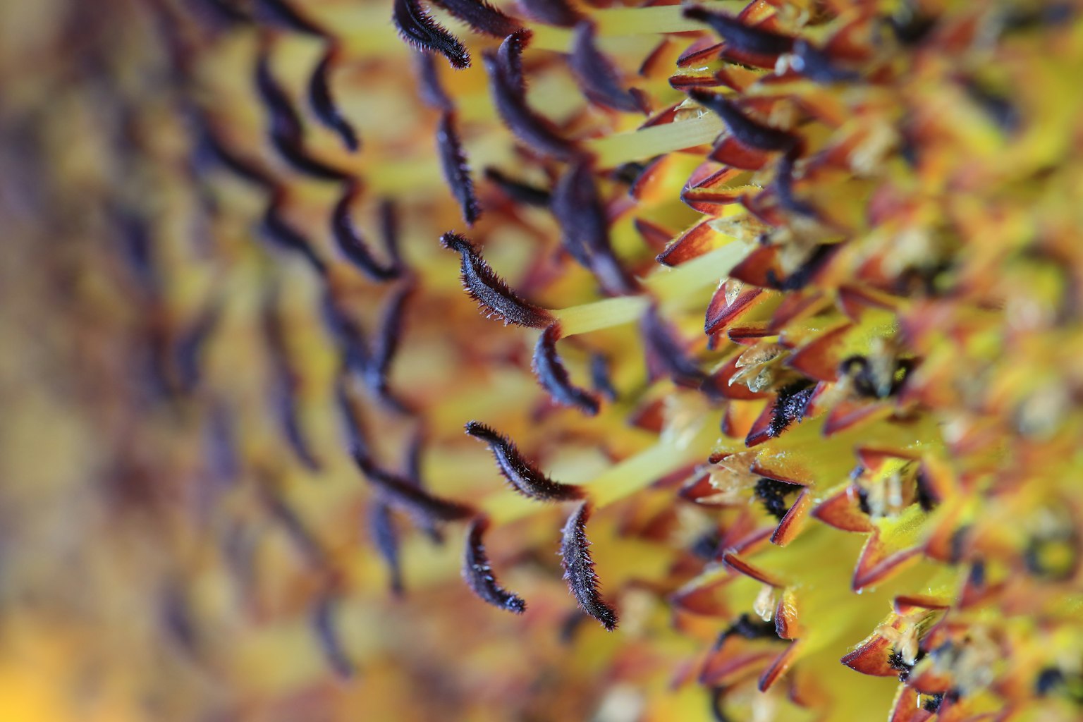 Image en gros plan d'une plante vibrante avec des textures uniques