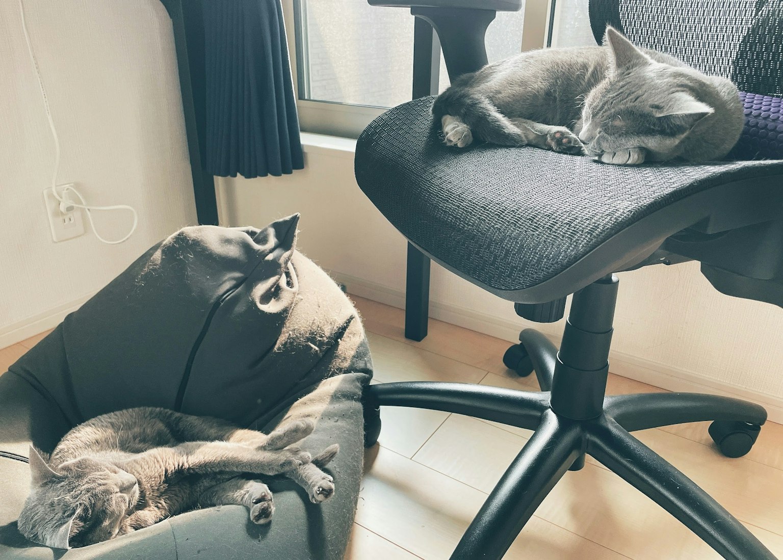 两只灰色的猫在椅子和床上睡觉
