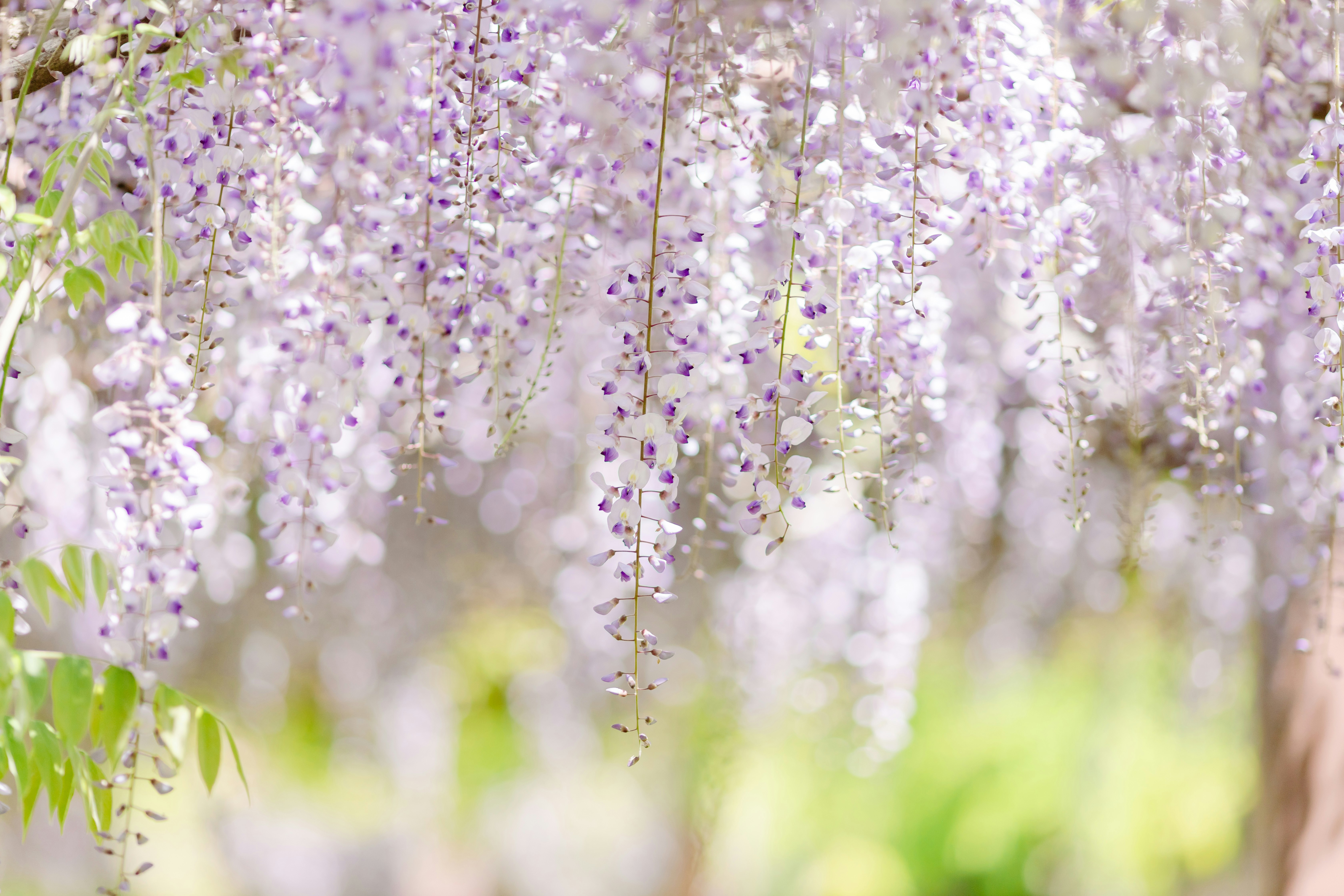 bunga wisteria yang menggantung di musim semi