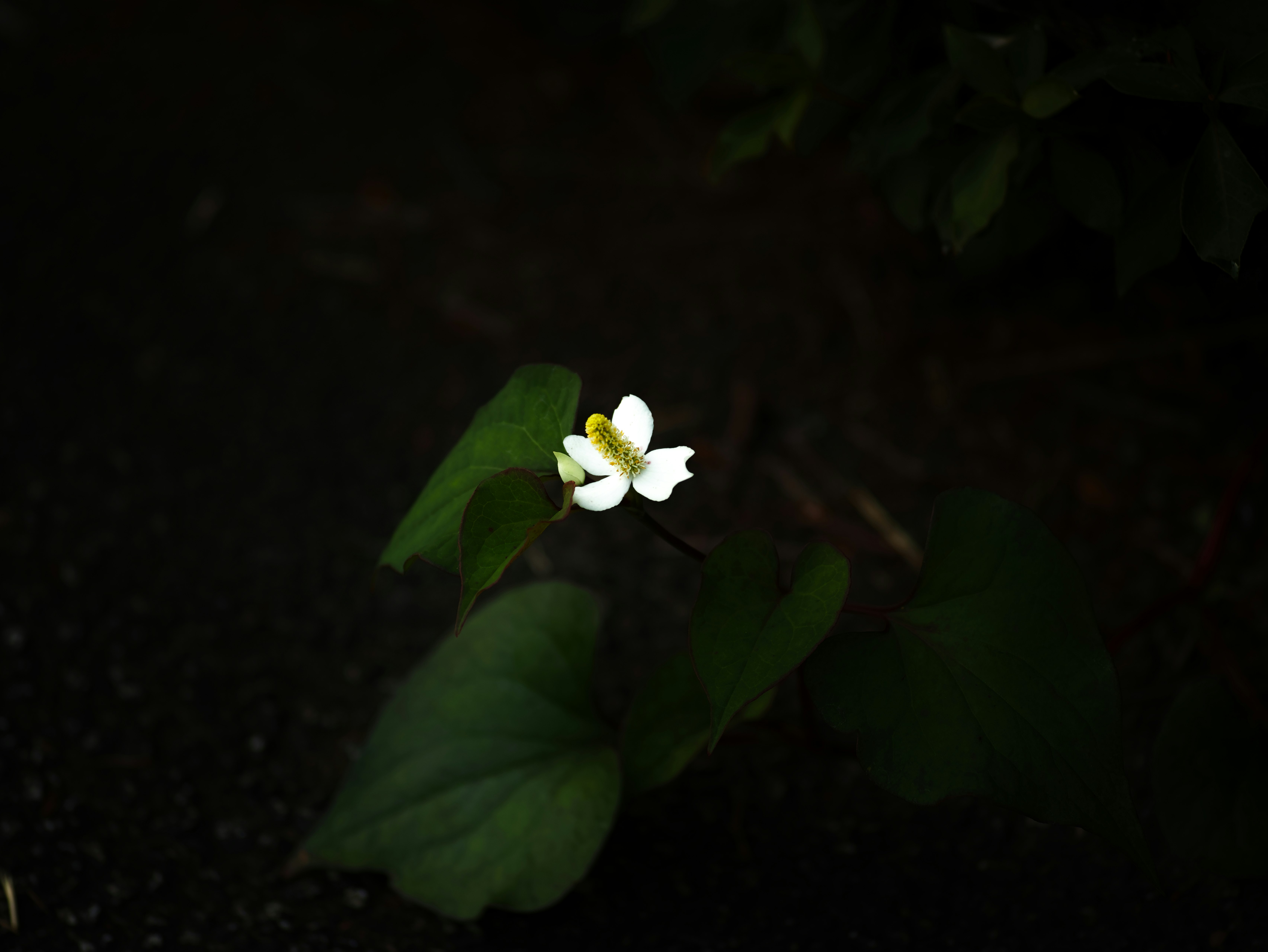 暗い路地の影の中で咲く小さな白い花