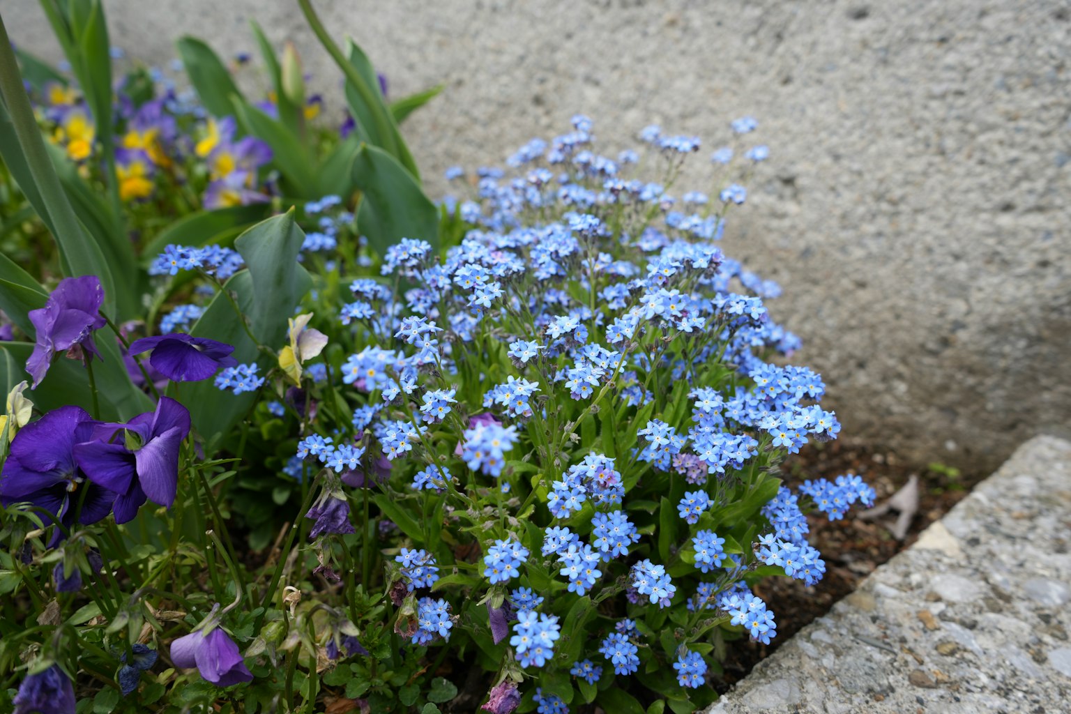 A cluster of small blue flowers with some purple flowers in a garden setting