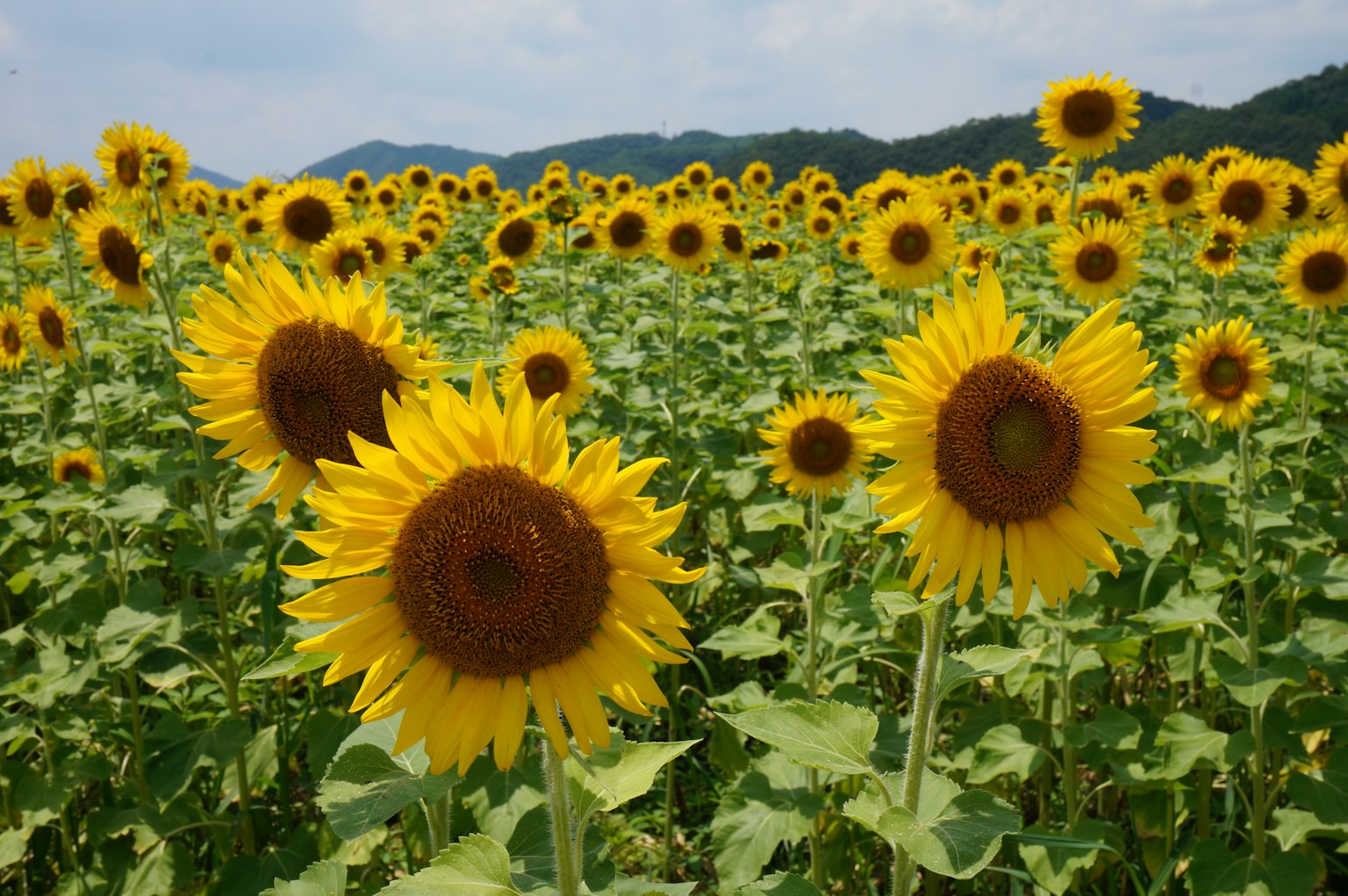 Campo di girasoli vibrante con fiori gialli brillanti e foglie verdi
