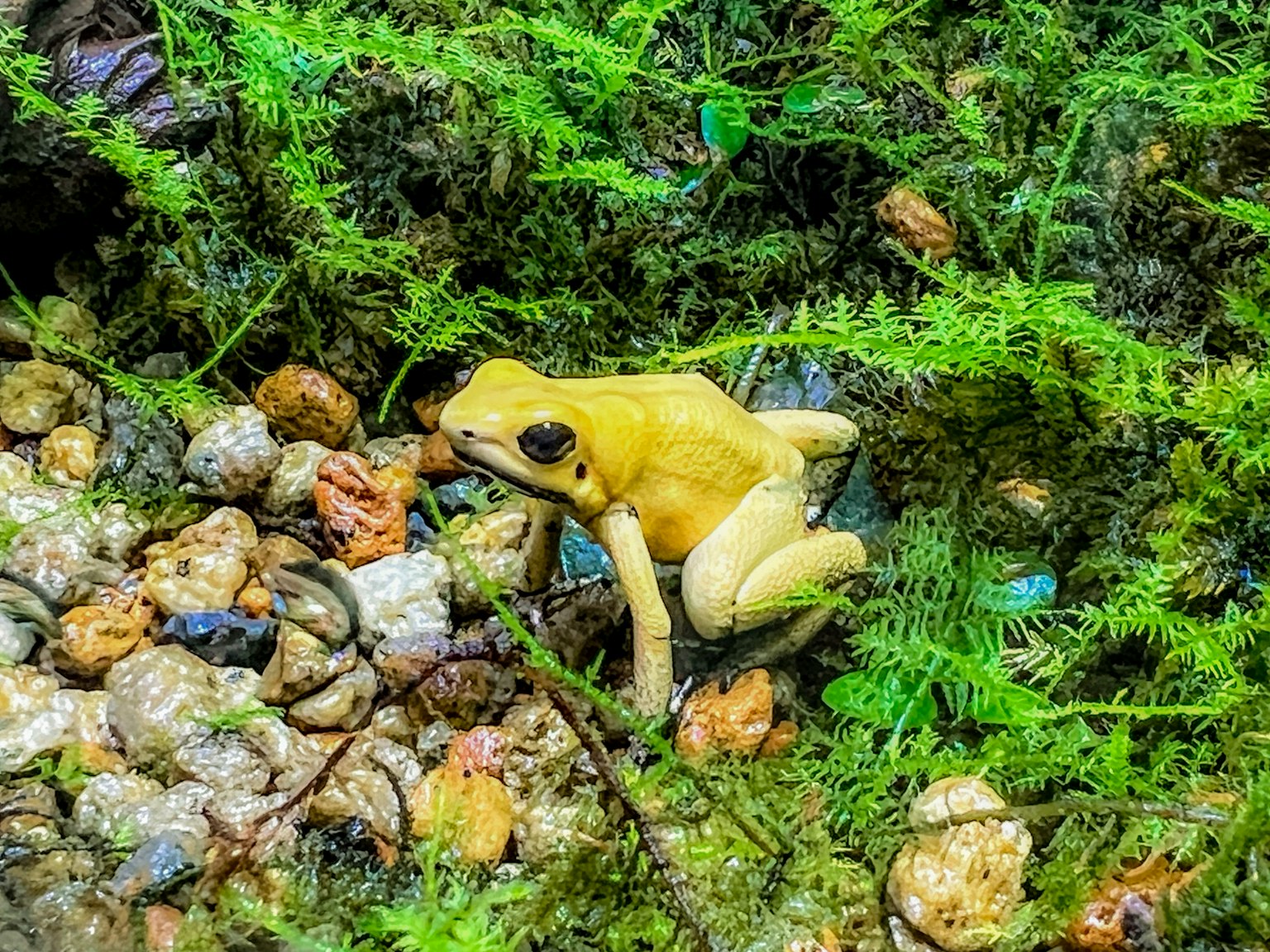 Une grenouille jaune entourée de pierres et de plantes vertes