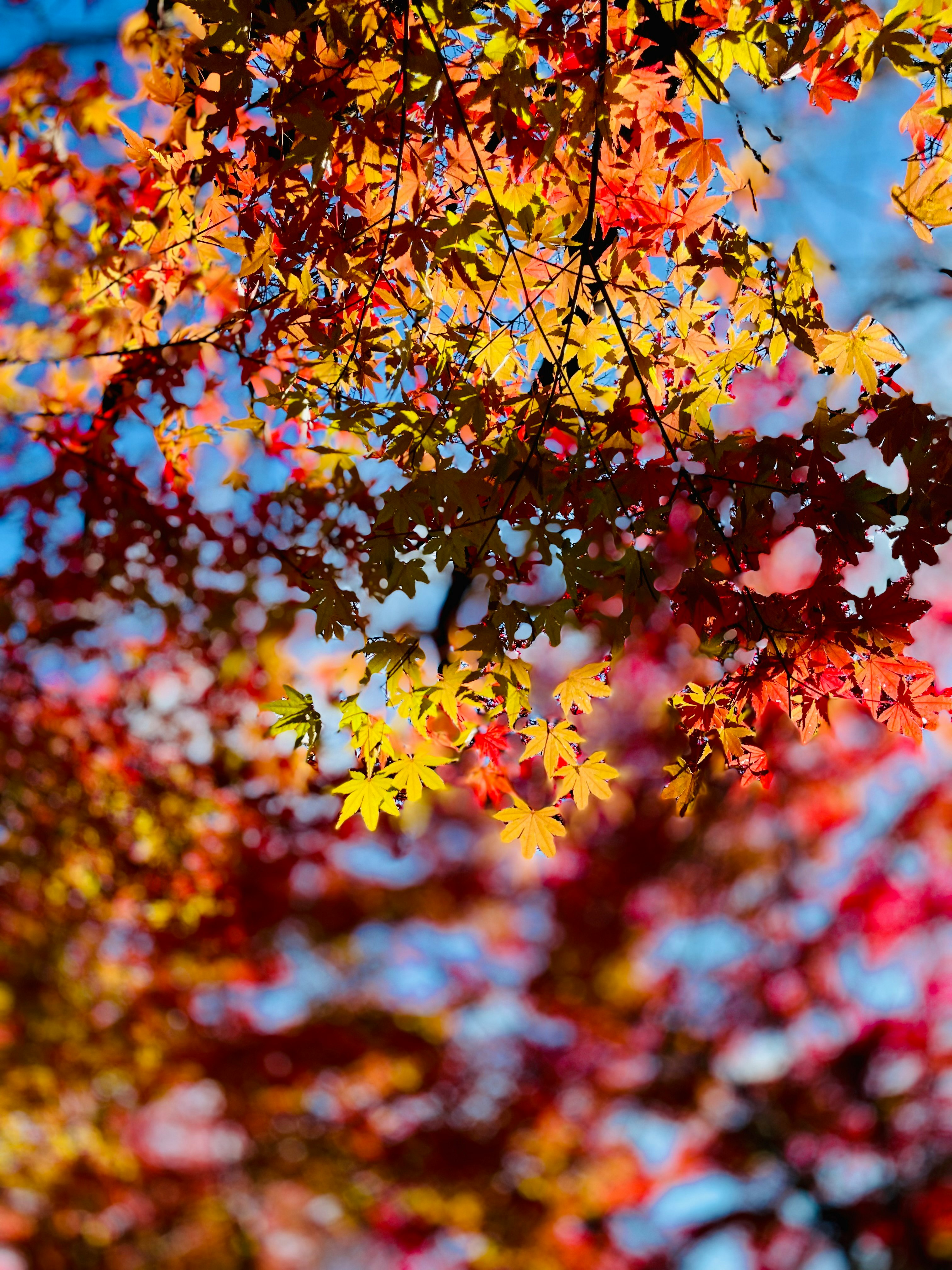 色づく紅葉の枝と葉のクローズアップ