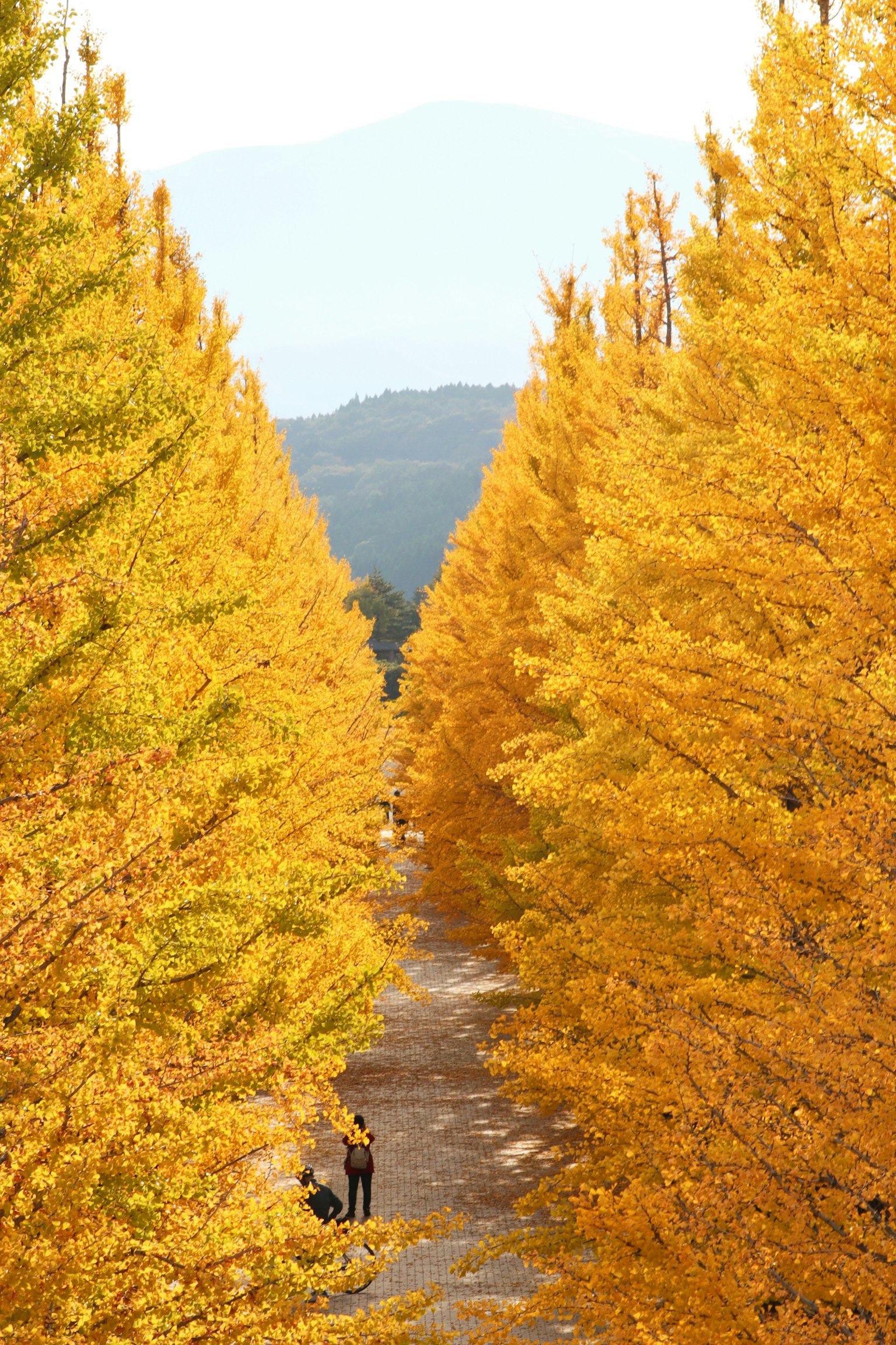 Eine malerische Aussicht auf goldene Ginkgo-Bäume, die einen Weg mit fernen Bergen säumen
