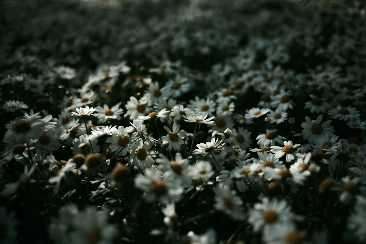 Un champ couvert de fleurs blanches en fleurs sur un fond sombre