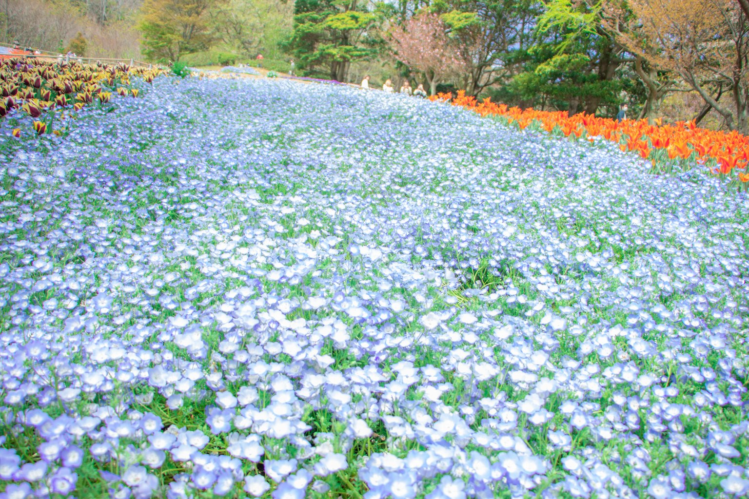Eine schöne Landschaft mit einem Feld blauer Blumen