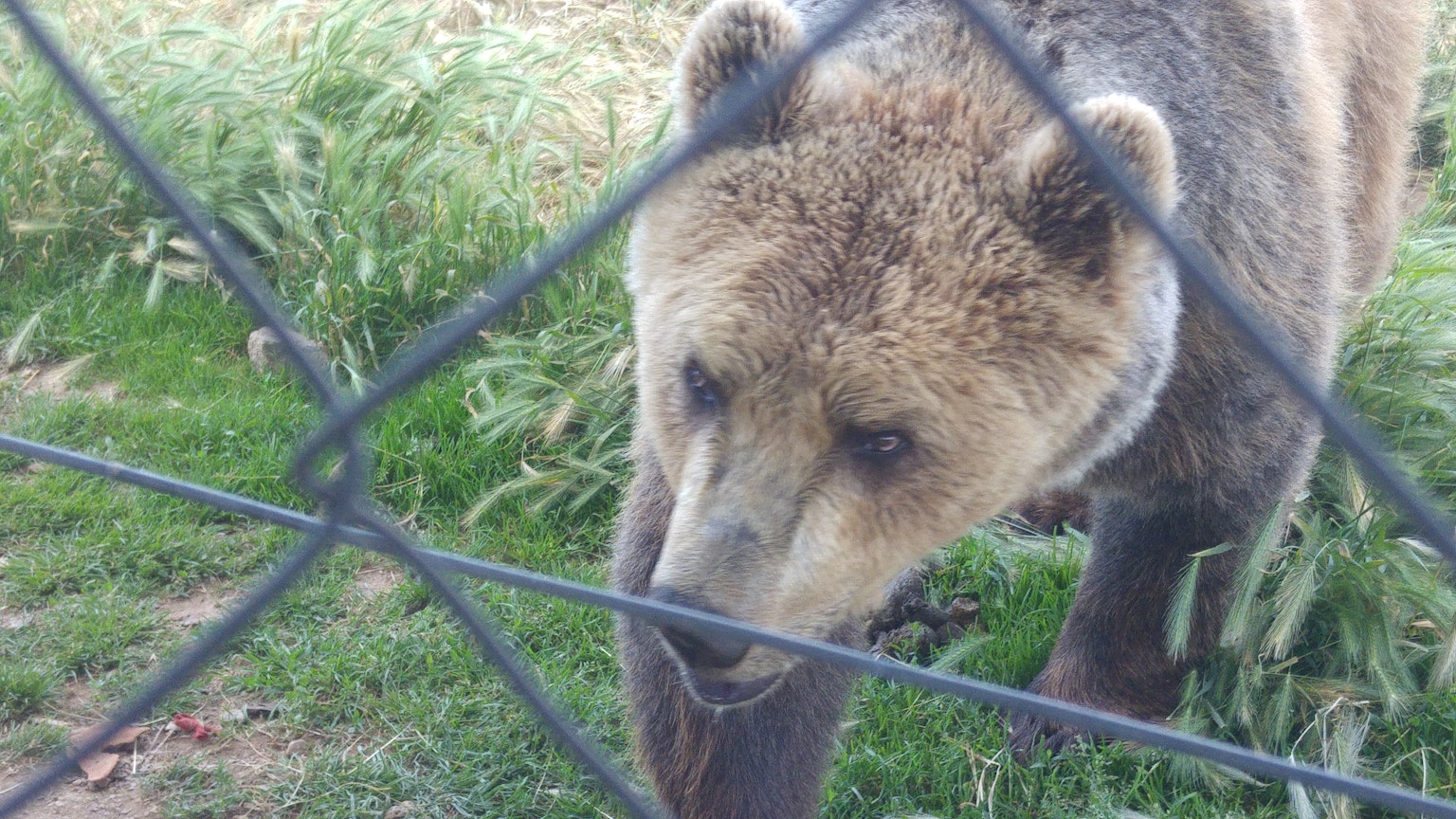 Un oso pardo caminando sobre la hierba visto a través de una cerca
