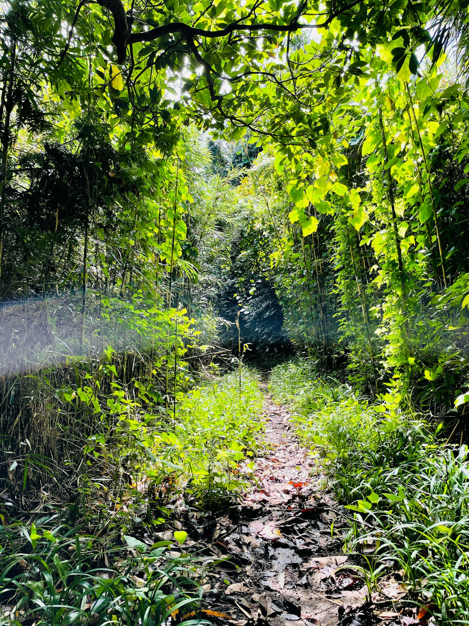 Ein ruhiger Waldweg umgeben von üppigem Grün