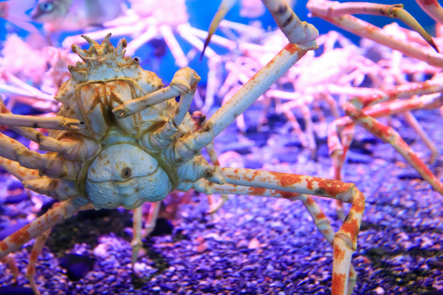 Granchio blu in un ambiente scuro dell'acquario con illuminazione viola vivace
