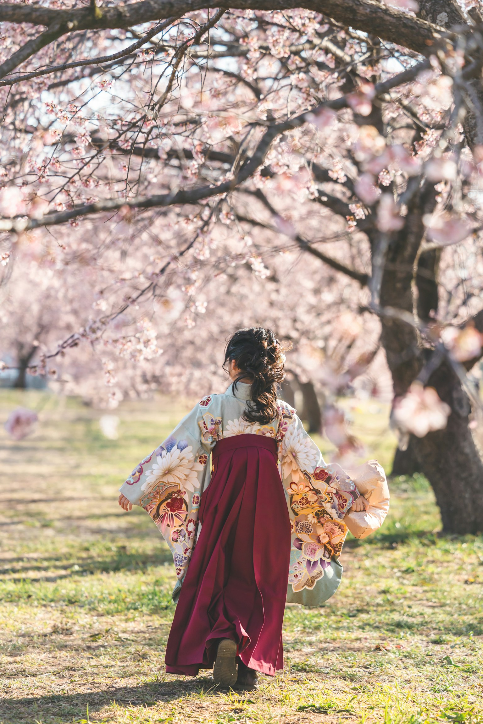 Une femme en kimono traditionnel marchant sous des cerisiers en fleurs