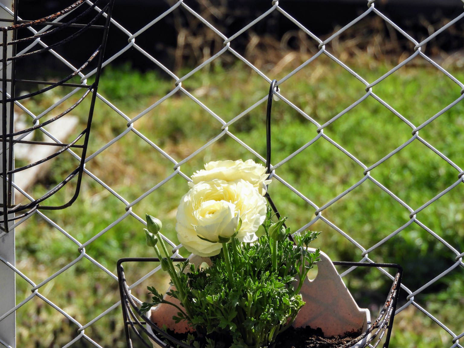 Ein Topf mit einer weißen Blume und grünen Blättern in der Nähe eines Maschendrahtzauns