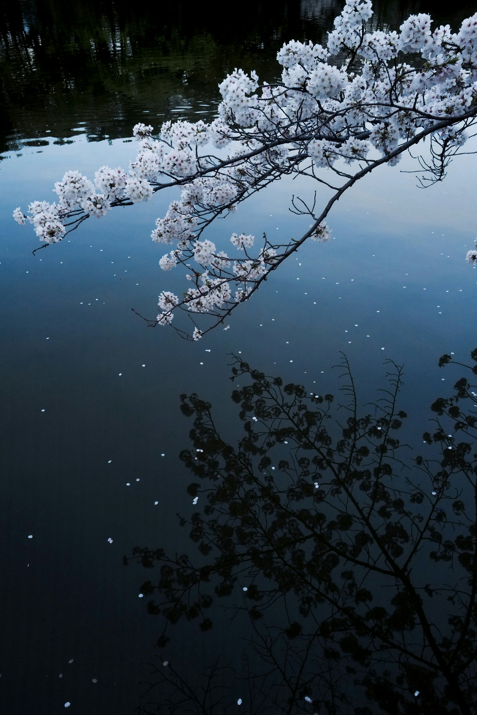 水面上反射的樱花树枝和白花