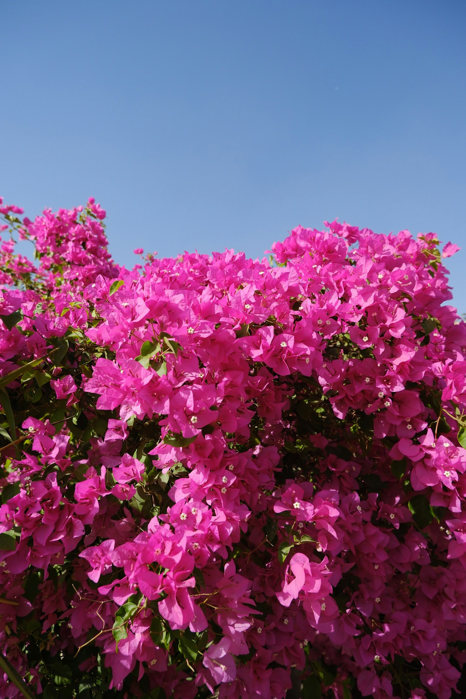 Bunga bougainvillea pink cerah di latar belakang langit biru