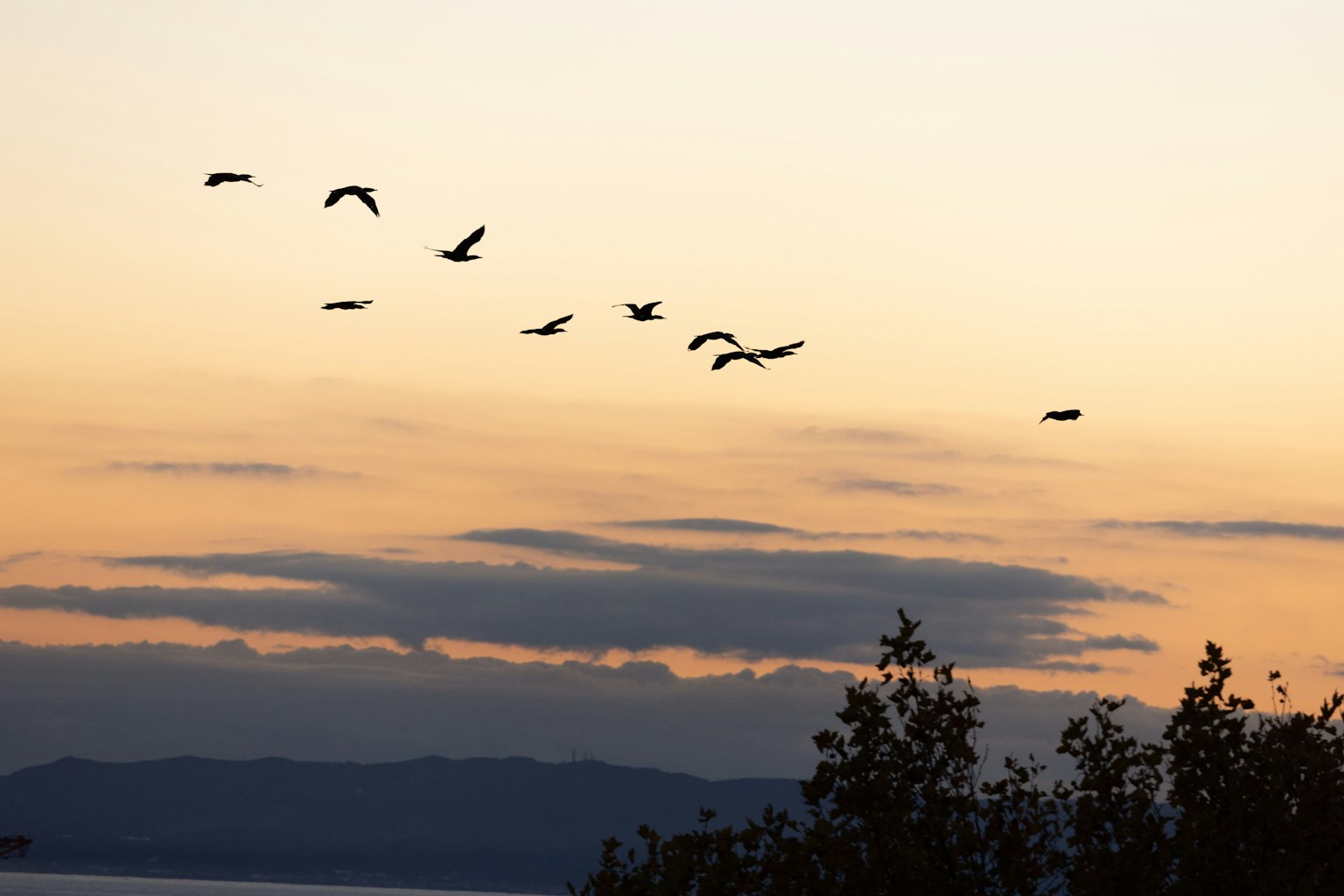 A flock of birds flying against a sunset sky with silhouettes of trees