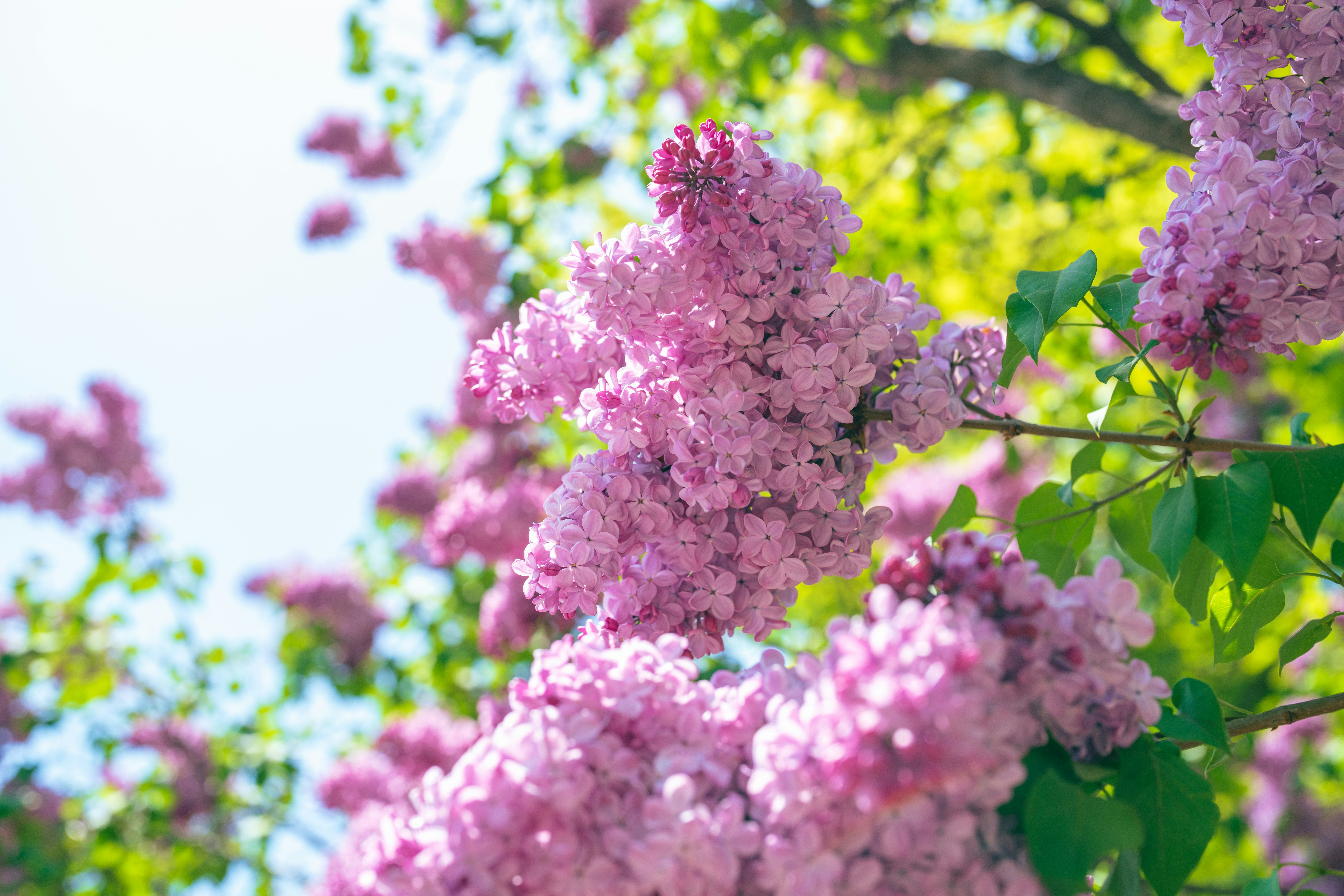 ピンクのライラックの花が咲く枝先