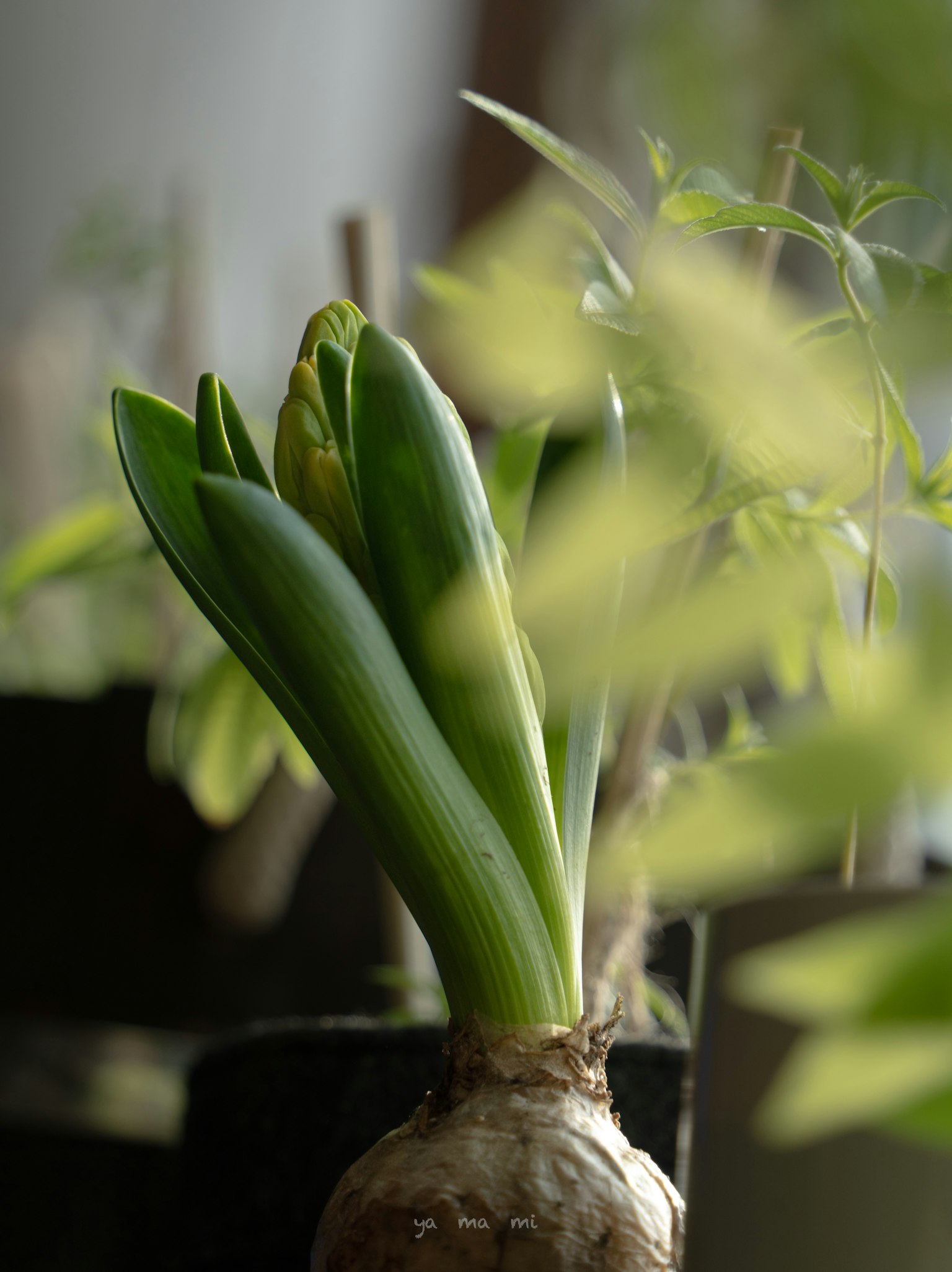 Close-up of a plant with green shoots emerging