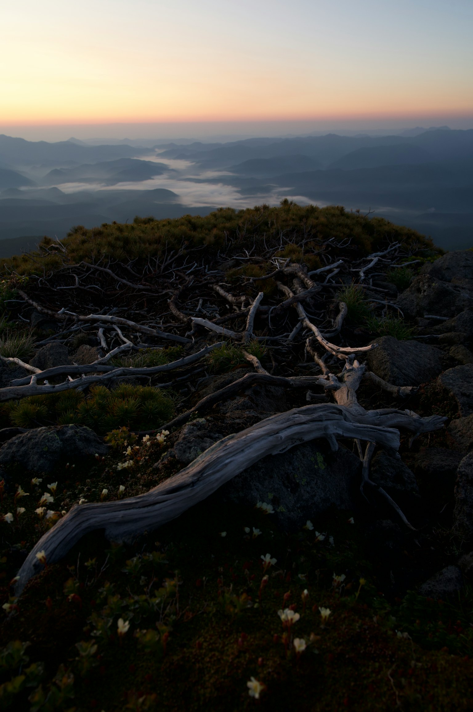 Scenic view of twisted tree roots and flowers at sunset on a mountain top