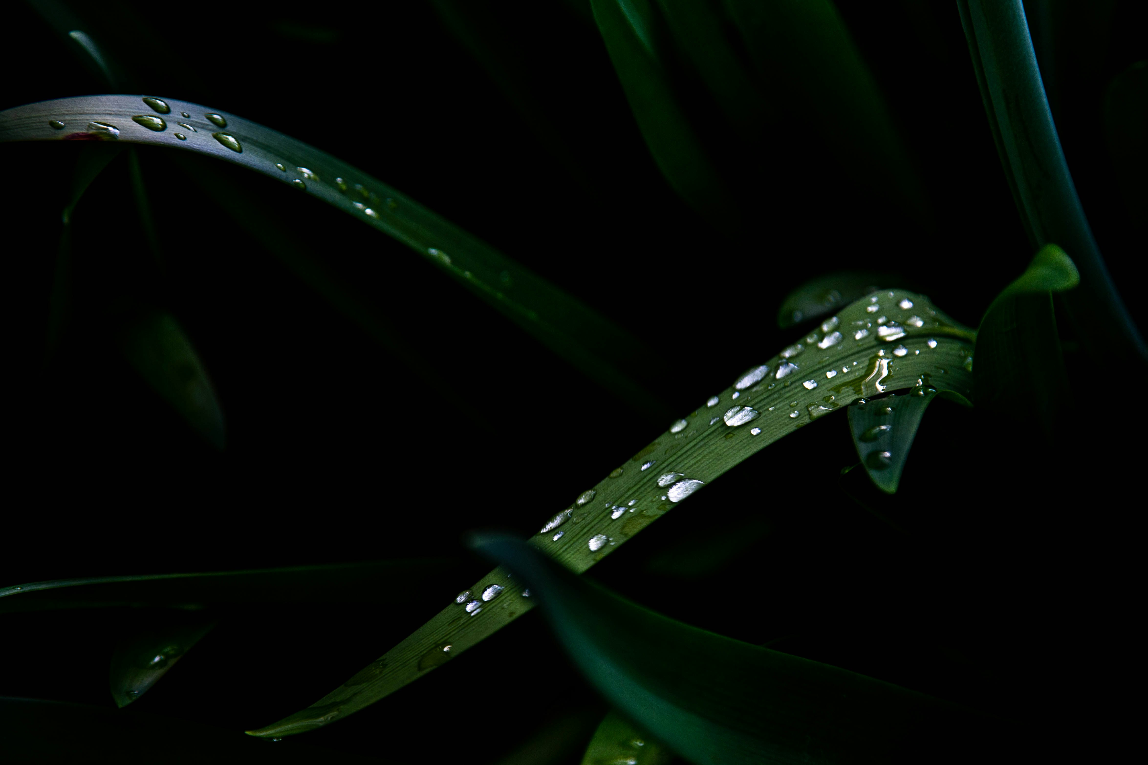 雨粒のついた緑の葉が重なるクローズアップ