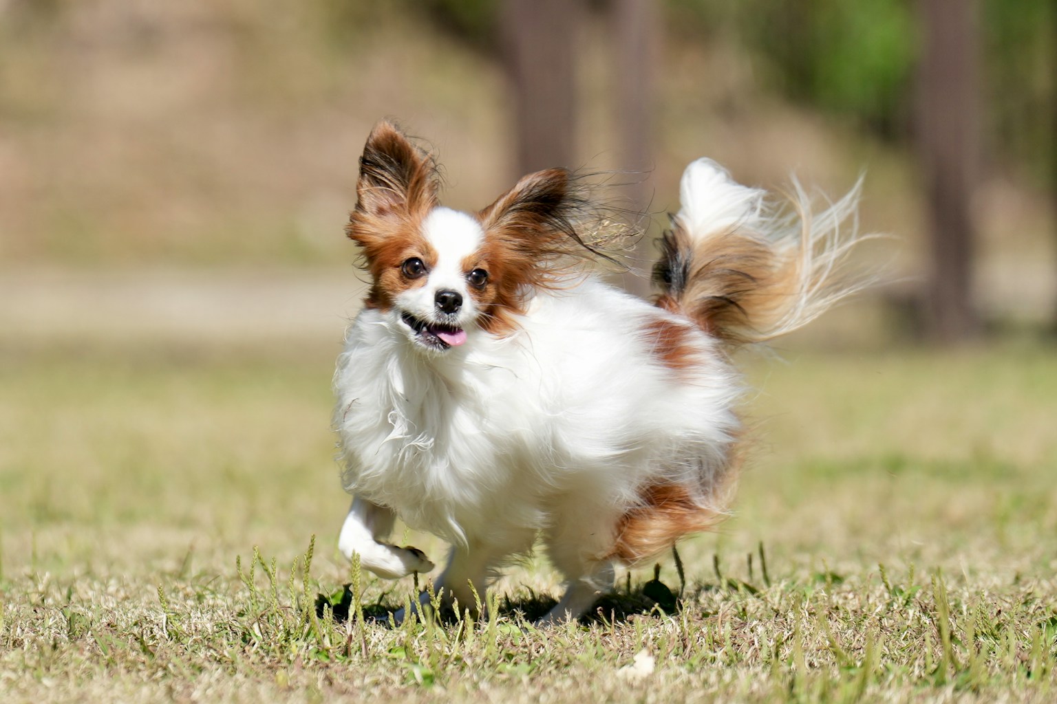 A lively Papillon dog running in a grassy area