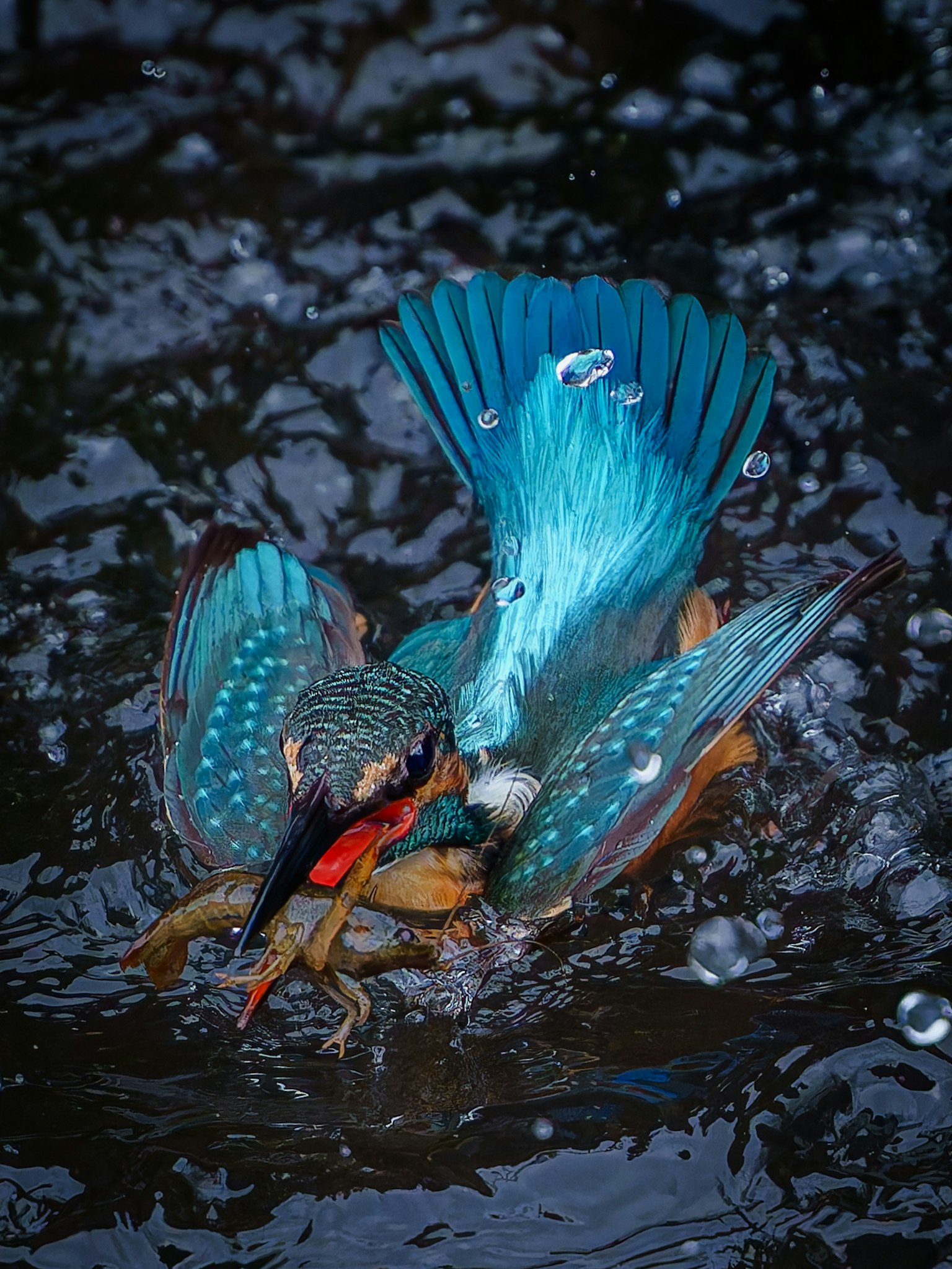 Un bellissimo martin pescatore che cerca di catturare un pesce sulla superficie dell'acqua