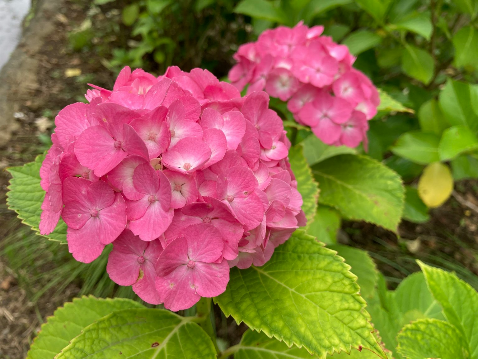 Vibrant pink hydrangea flowers blooming