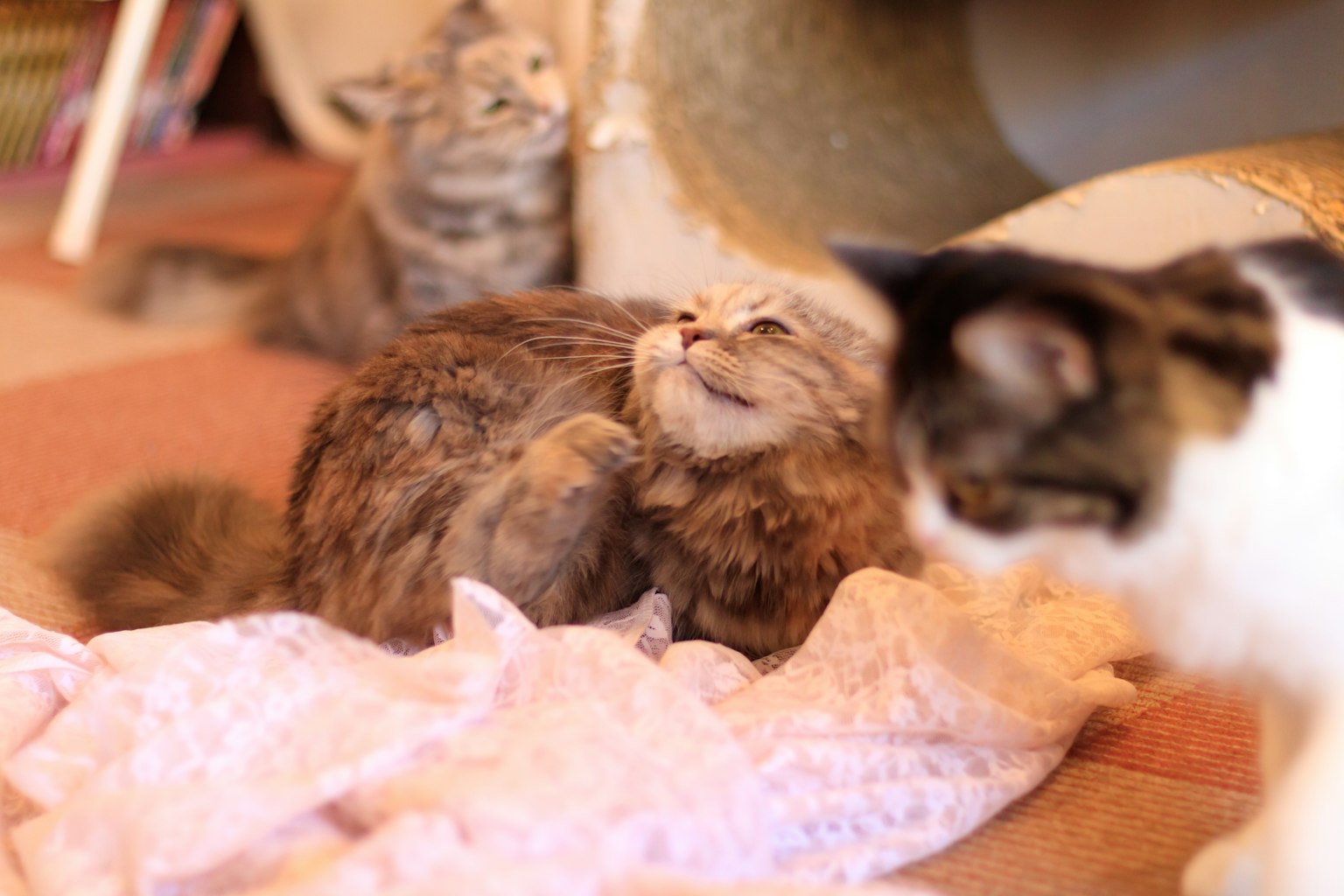 Eine flauschige Katze entspannt sich auf einer rosa Decke mit anderen Katzen im Hintergrund