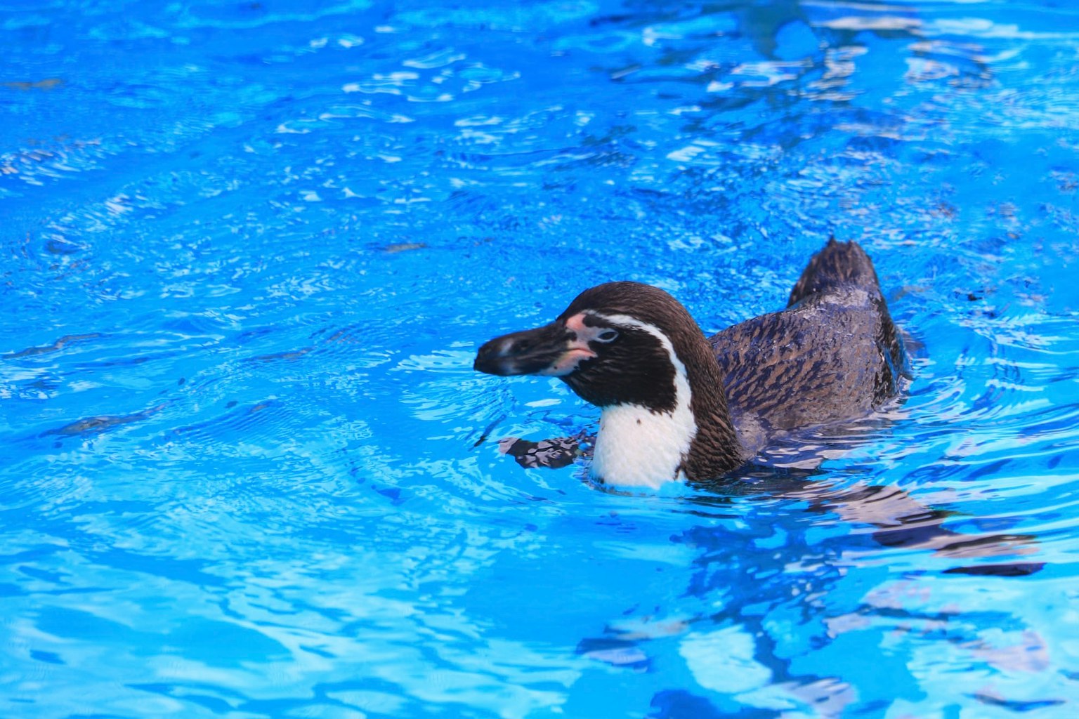 Un ave parecida a un pingüino nadando en agua azul