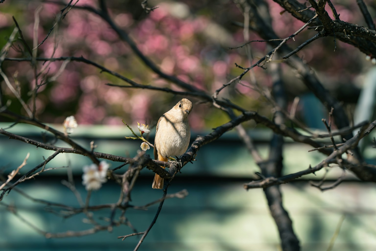 Ein kleiner Vogel, der auf einem Ast sitzt, mit Kirschblüten im Hintergrund