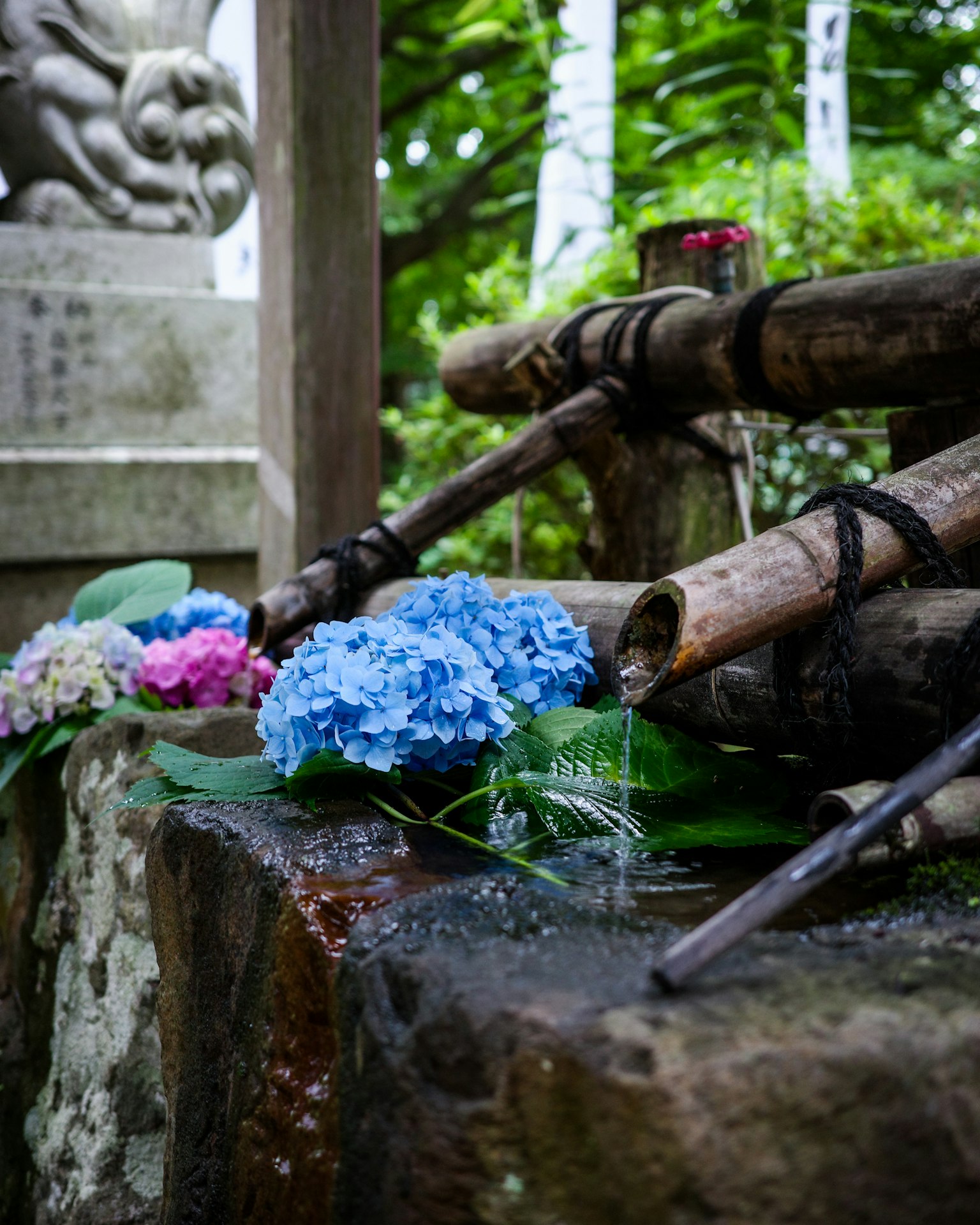 Japanese garden scene with blue hydrangeas and bamboo water feature