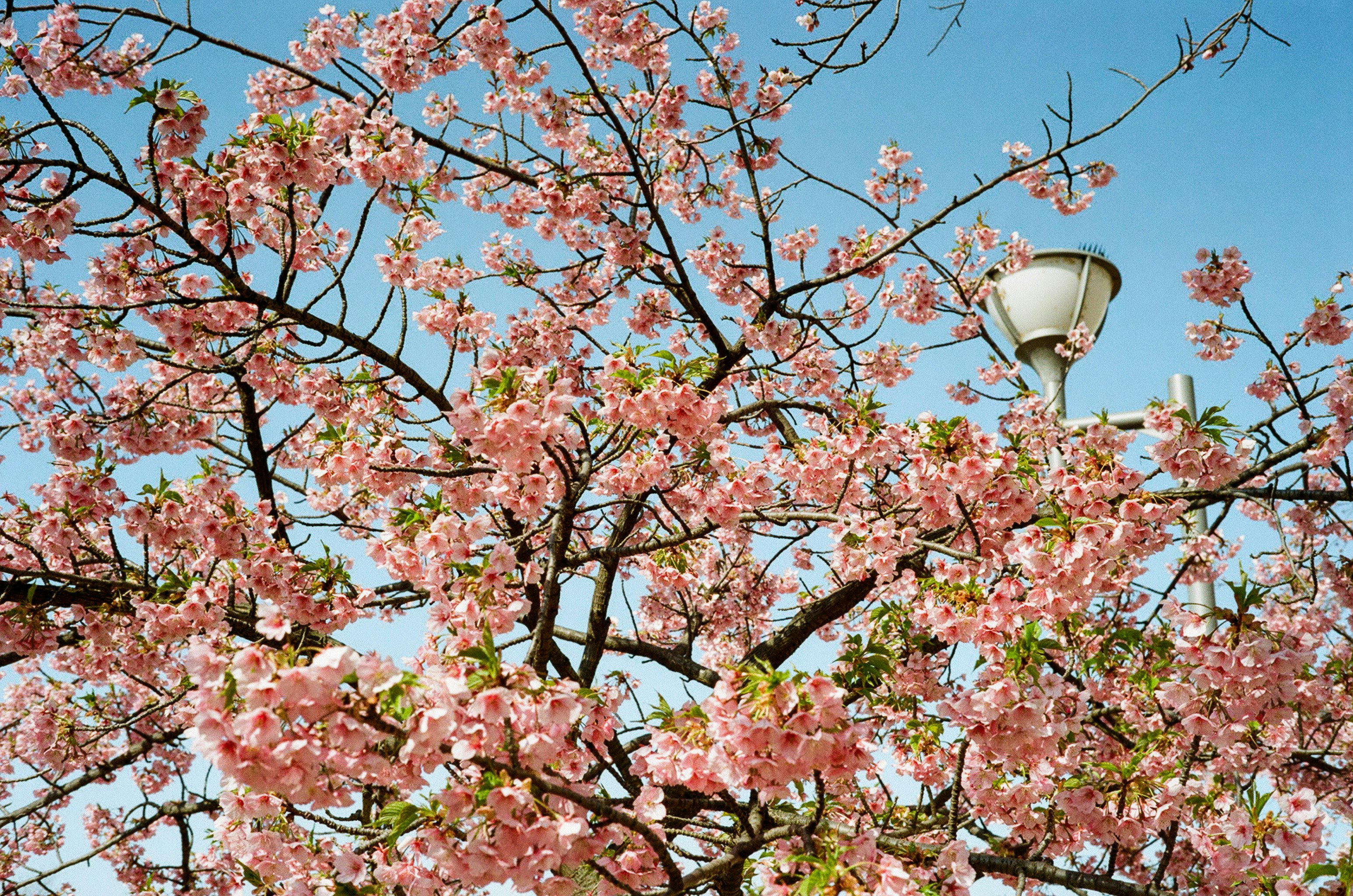 Cherry blossom branches in bloom against a blue sky