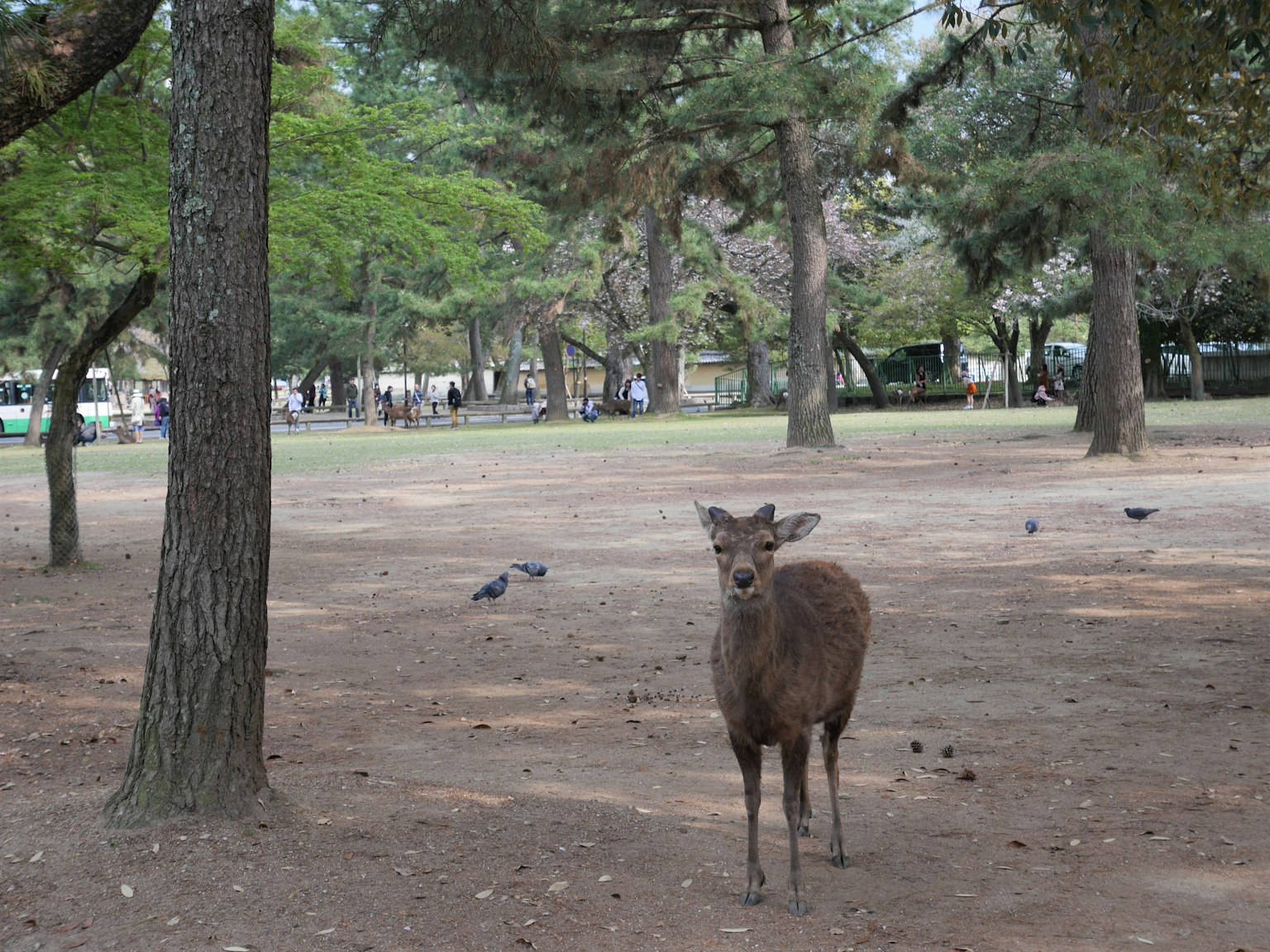A small deer in a park surrounded by trees