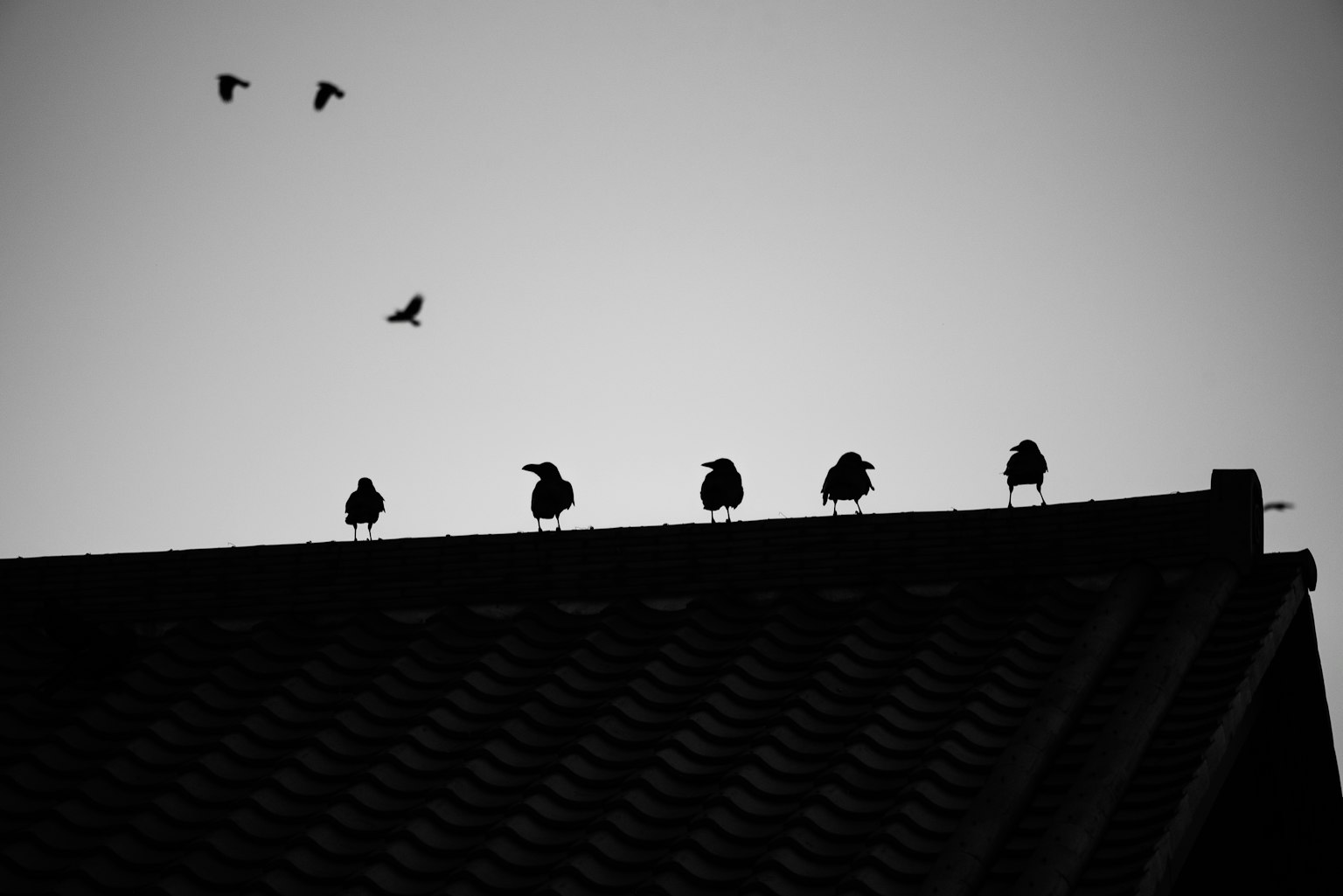 Siluetas de aves posadas en un techo con aves volando en el cielo